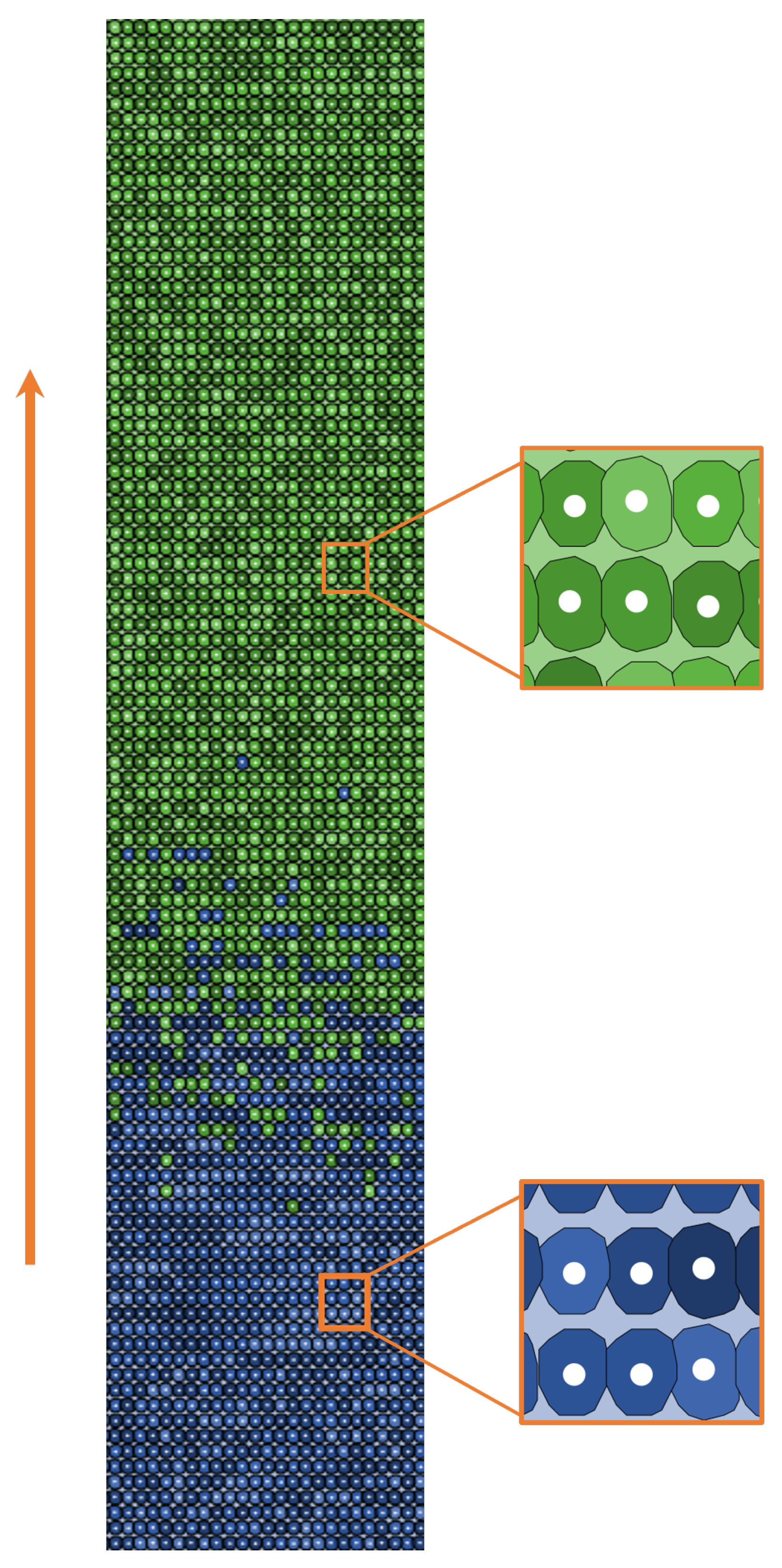 Preprints 119494 g001