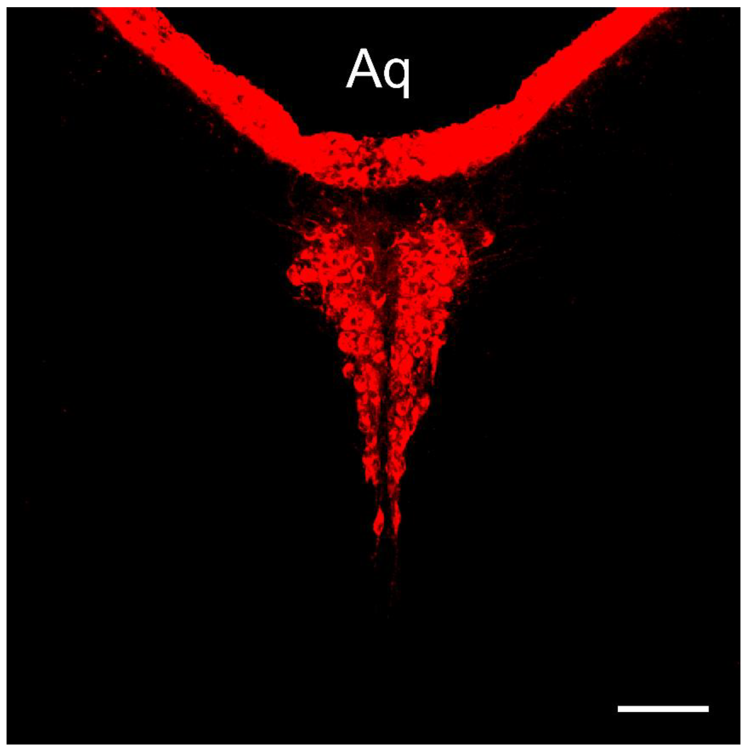 Preprints 114542 g001