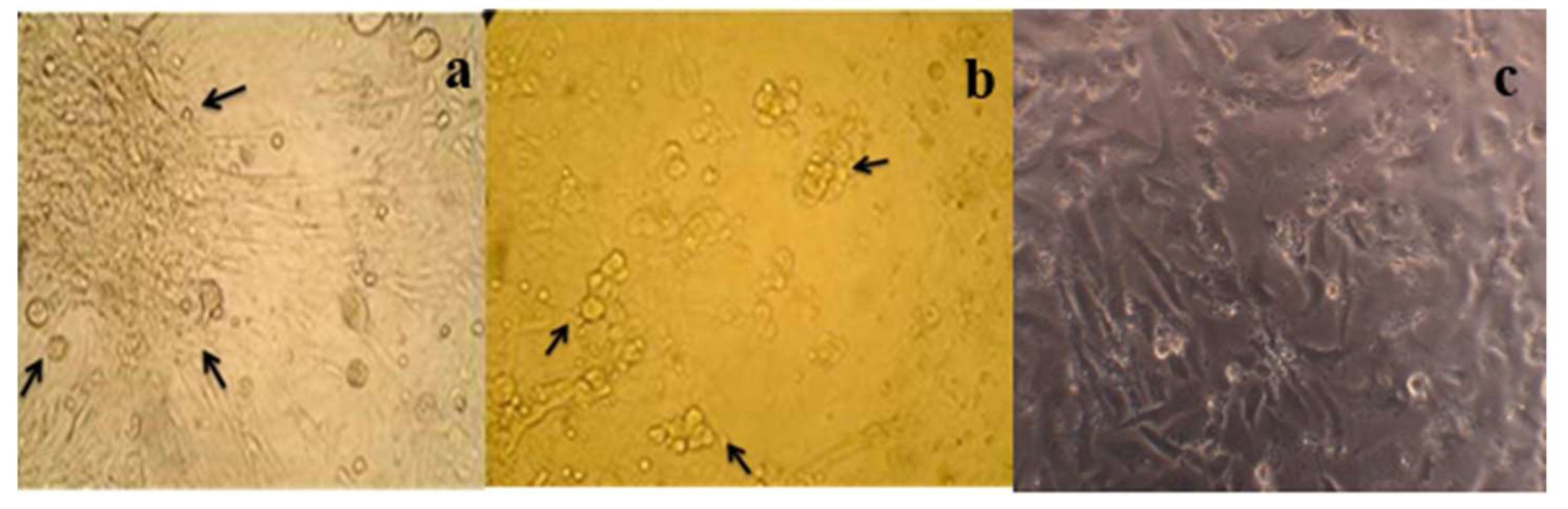 Preprints 83108 g005