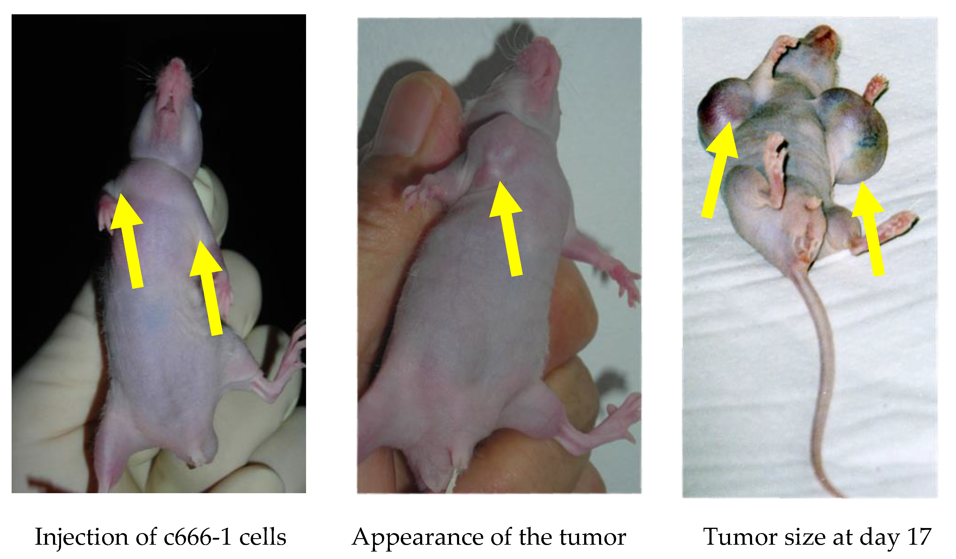 Preprints 75276 g002