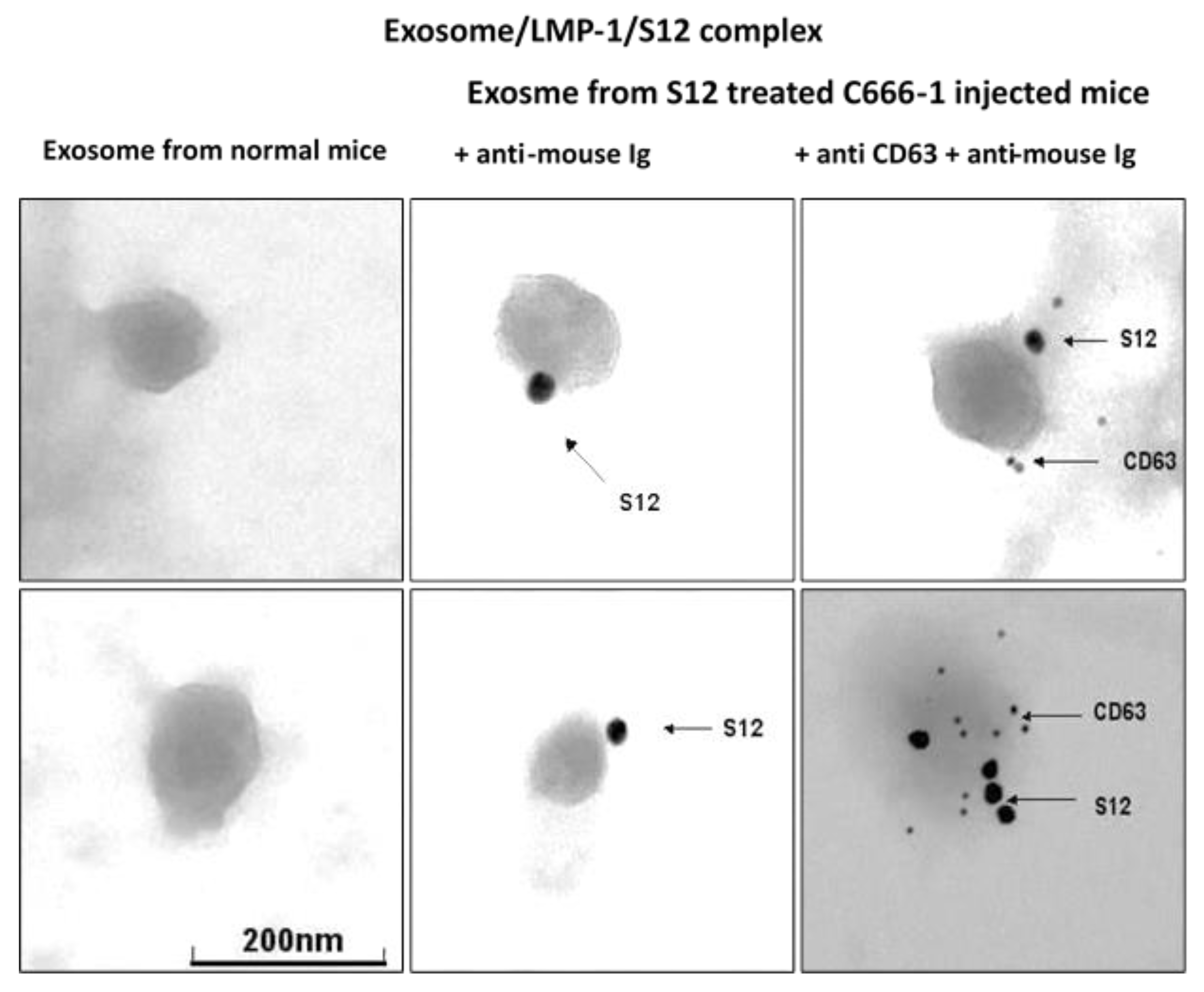 Preprints 75276 g005