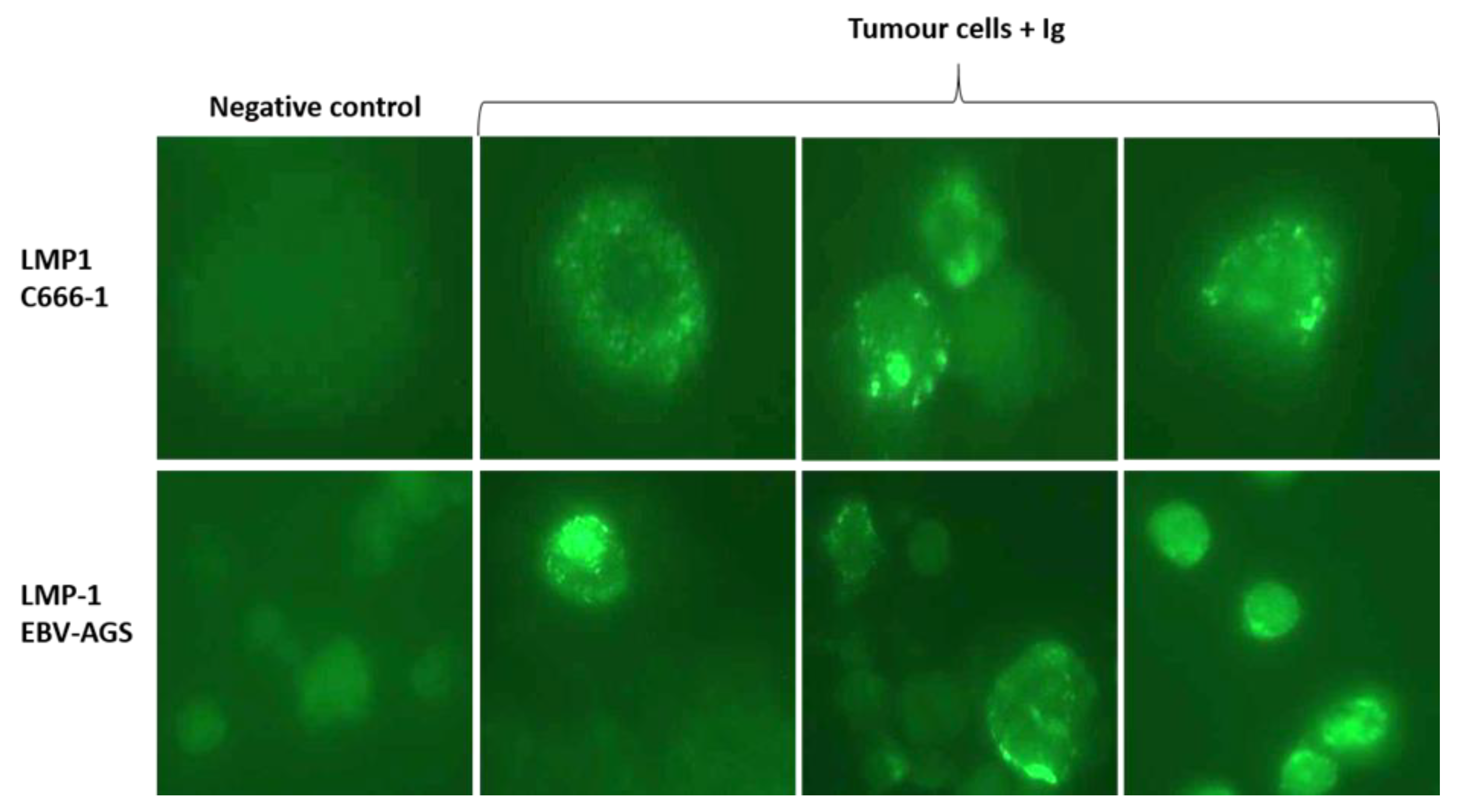 Preprints 75276 g006