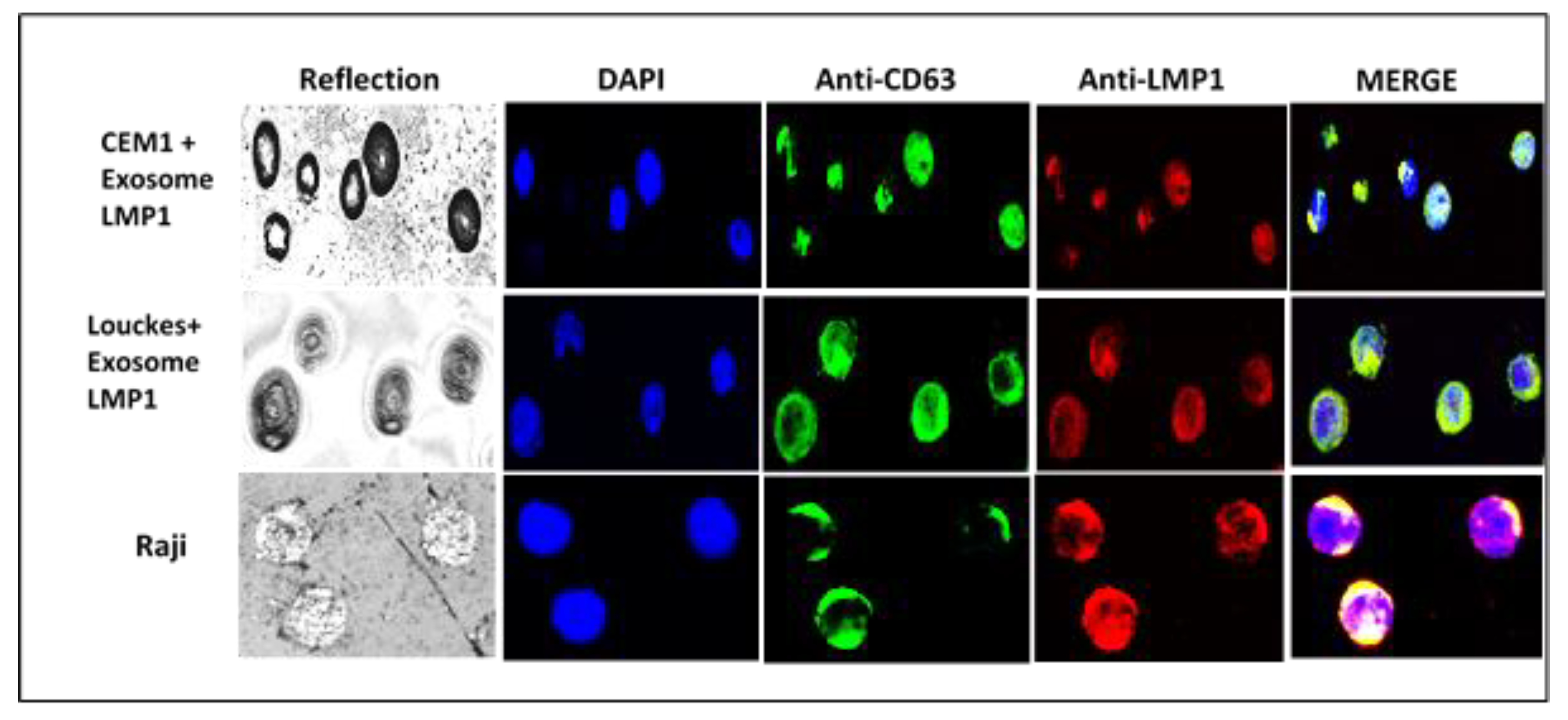 Preprints 75276 g007