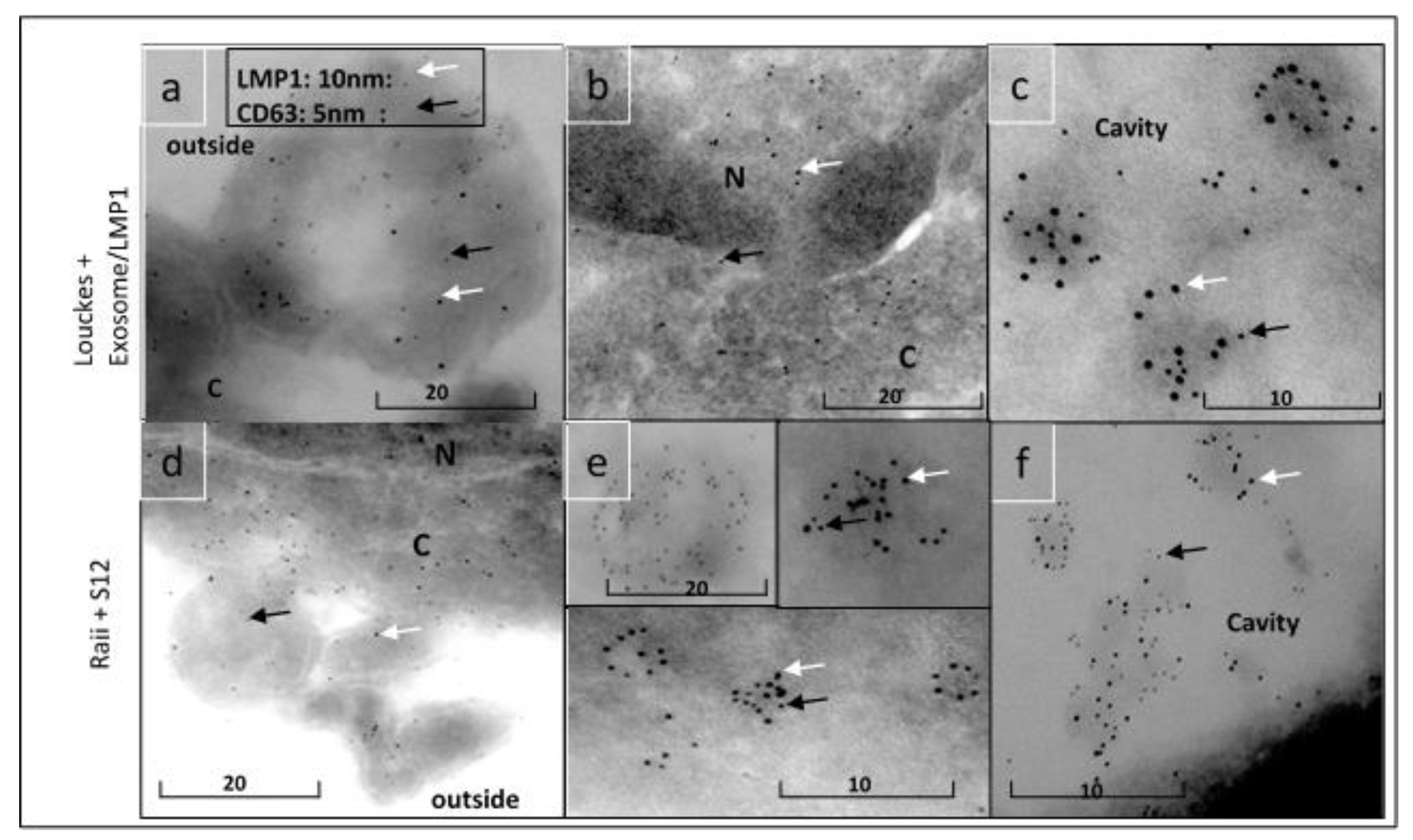 Preprints 75276 g009