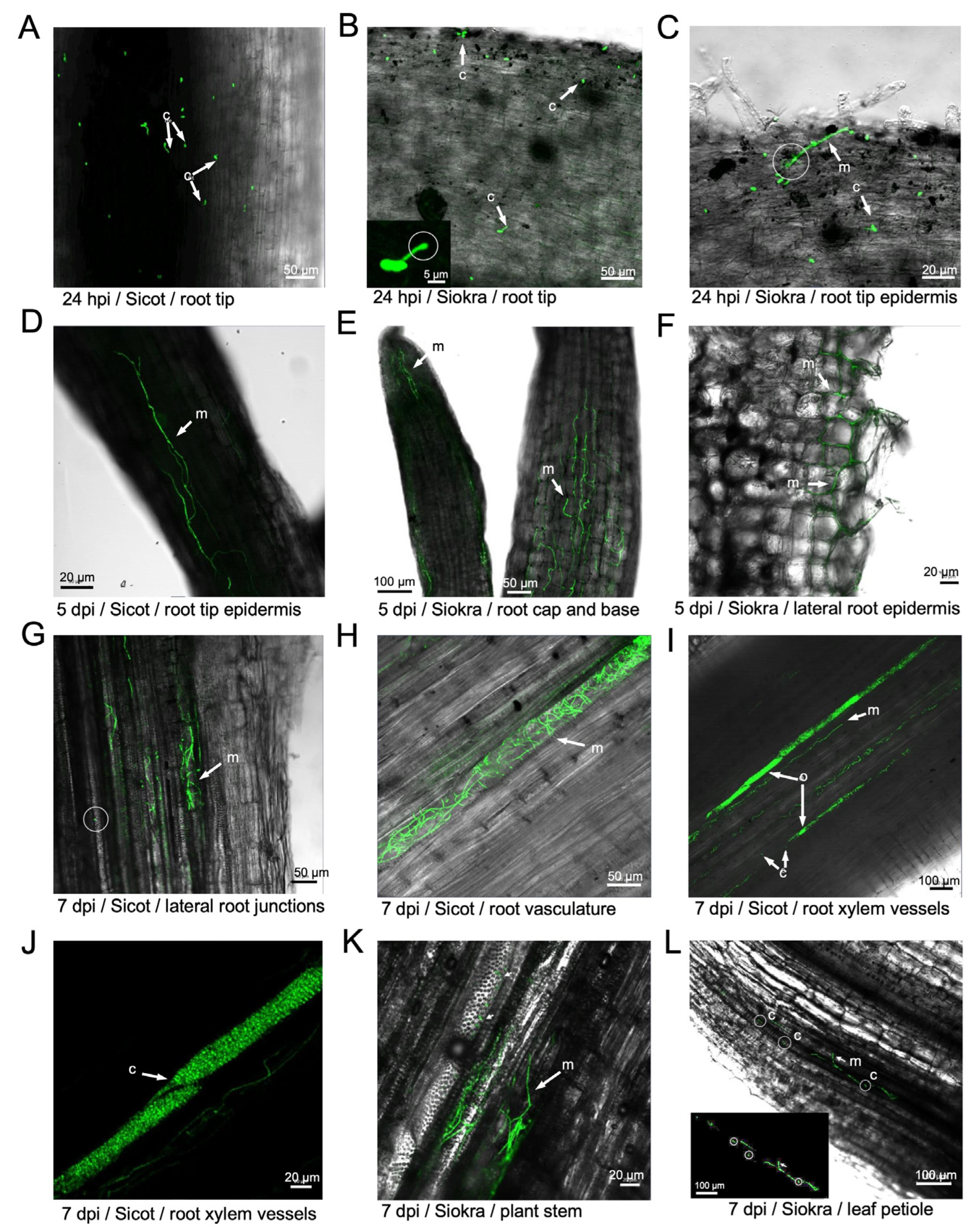 Preprints 100301 g002