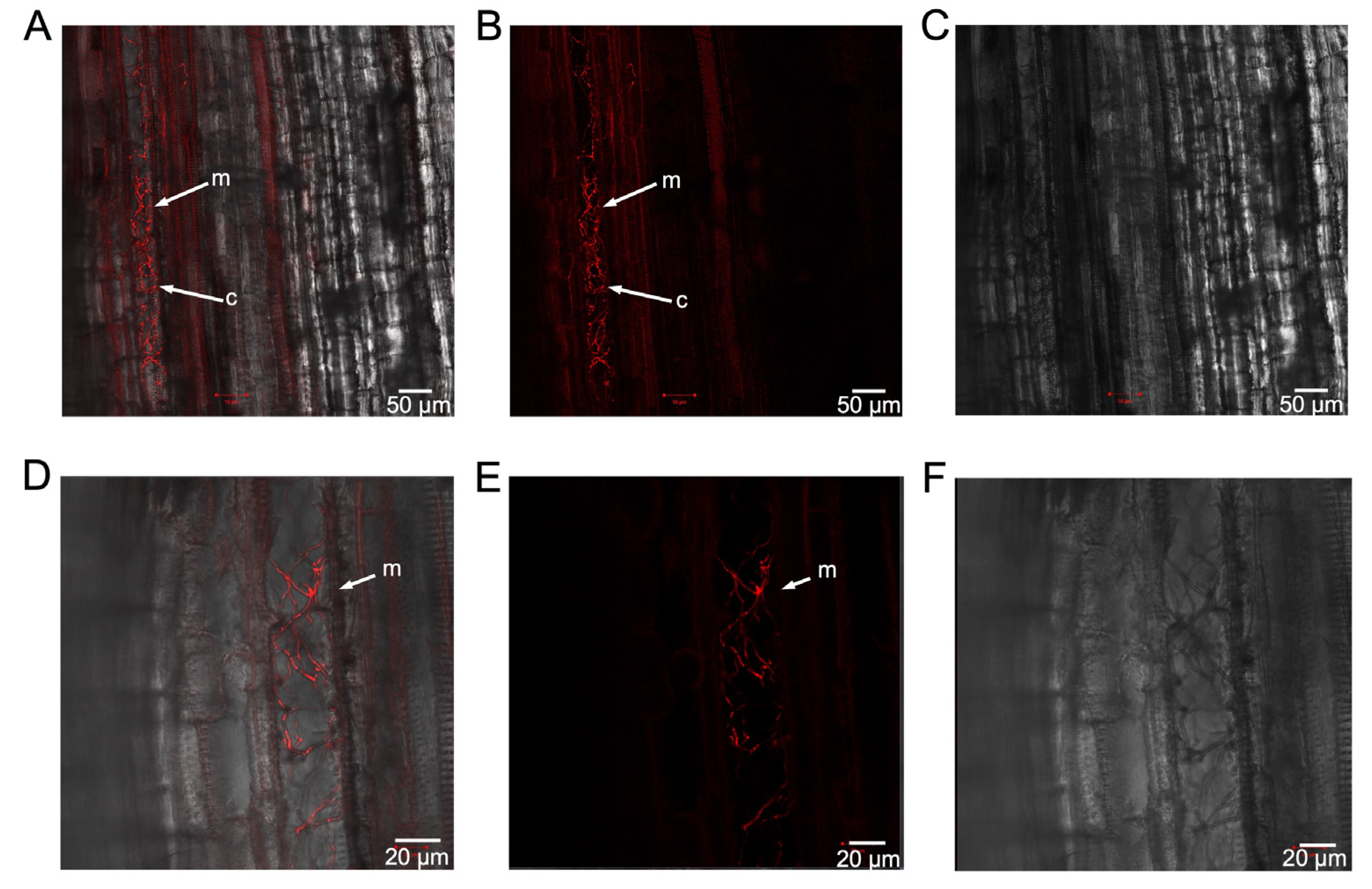 Preprints 100301 g006