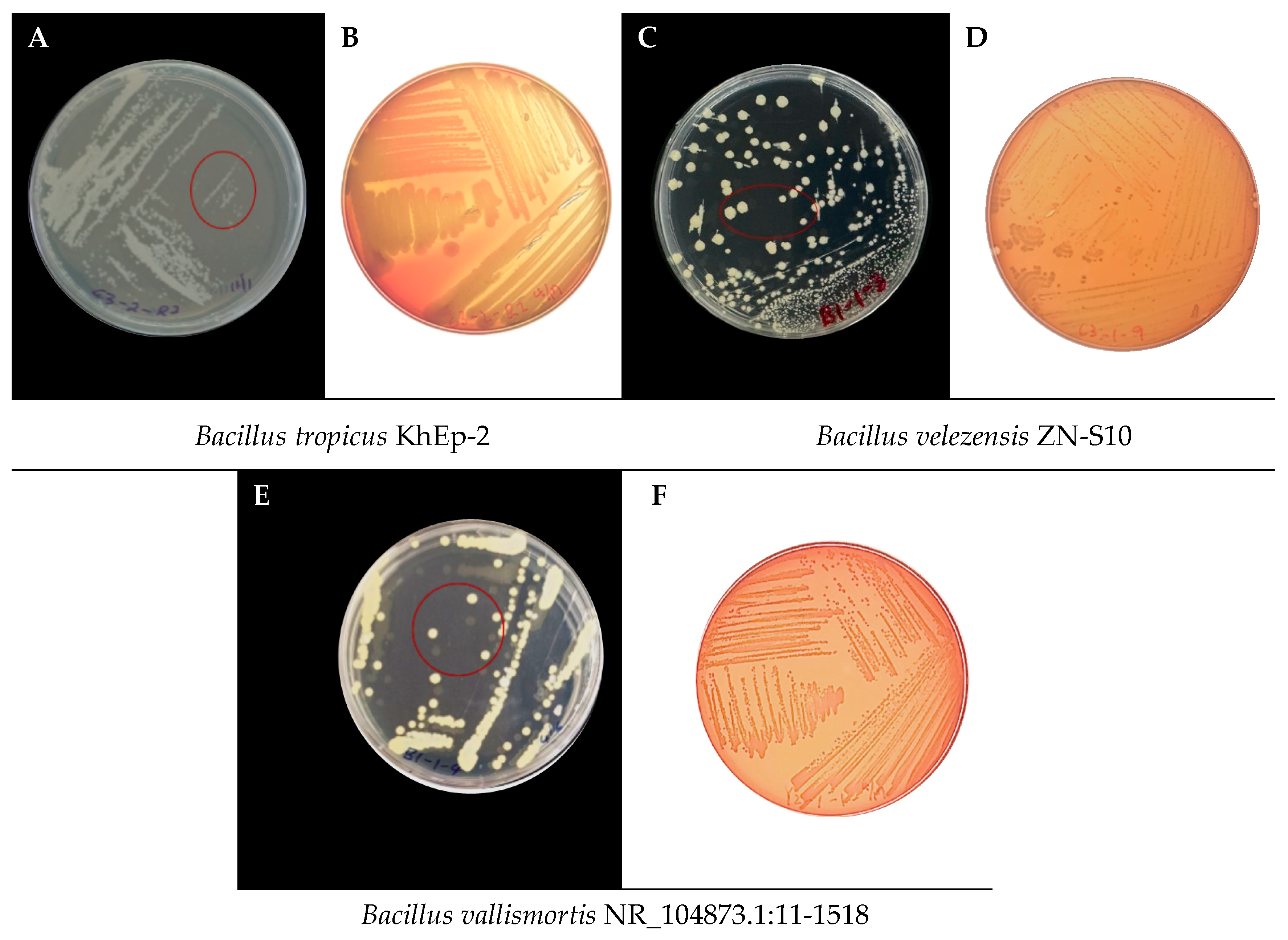 Preprints 112670 g002