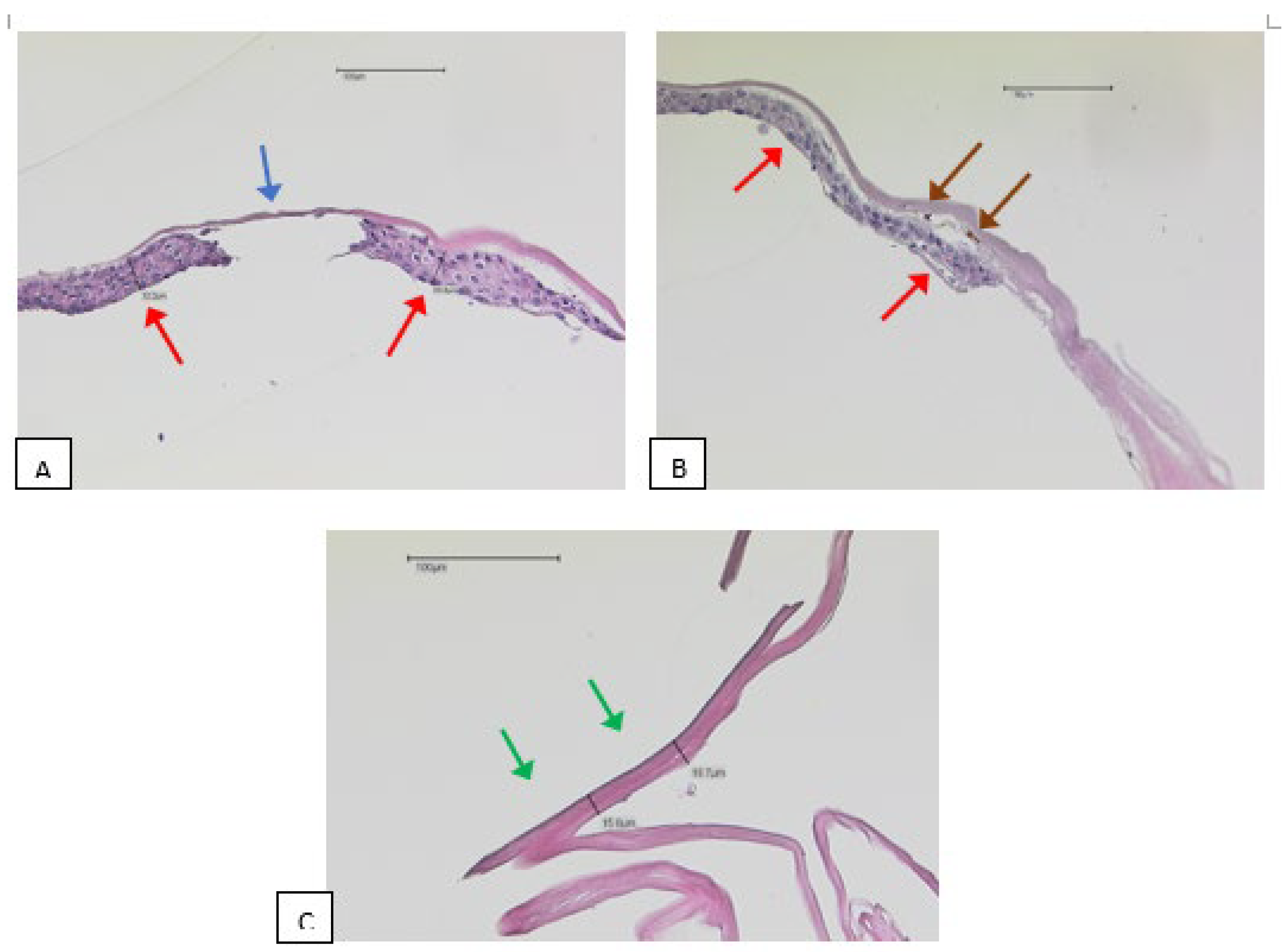 Preprints 121839 g001