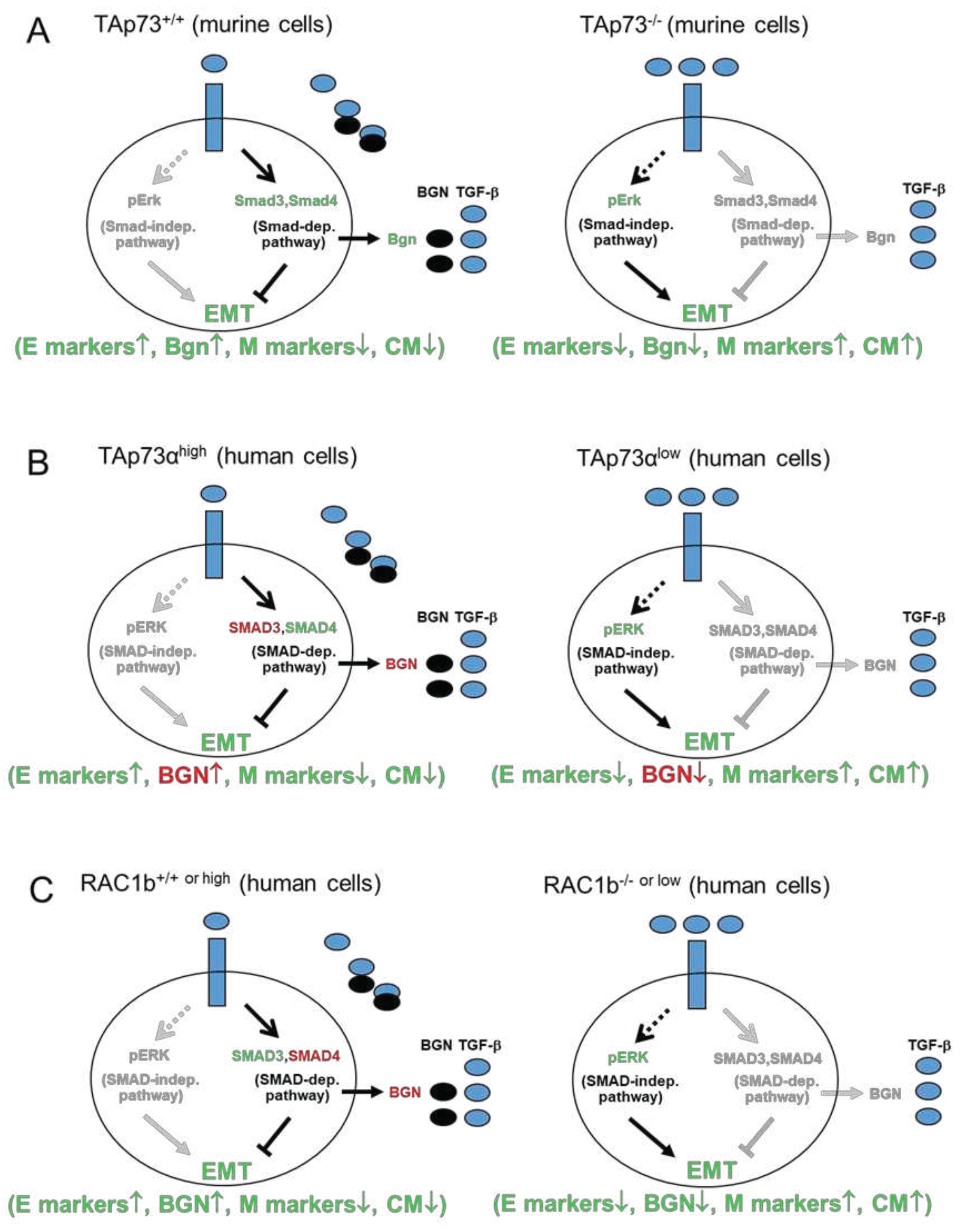 Preprints 86055 g001