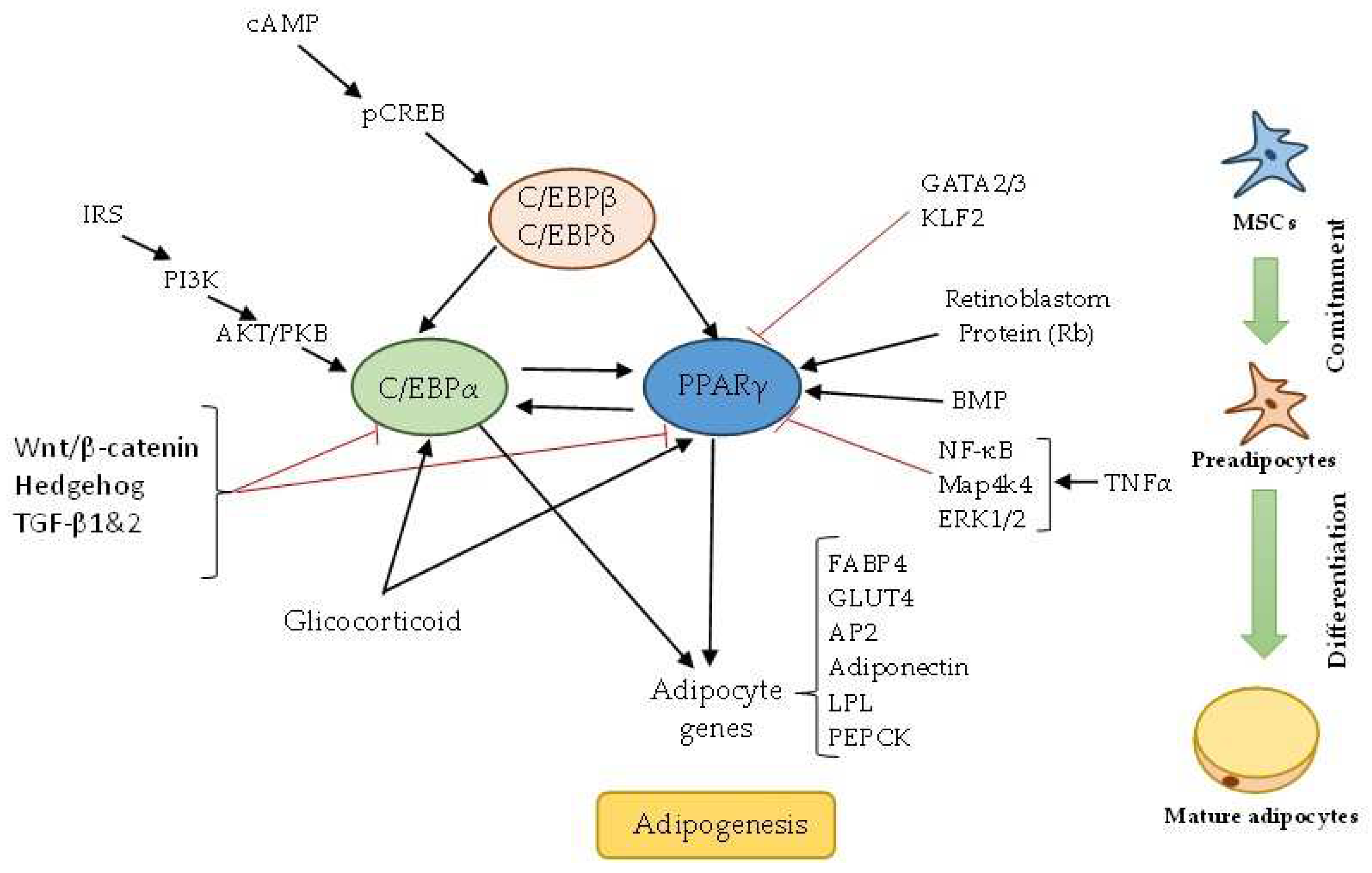 Preprints 97246 g001