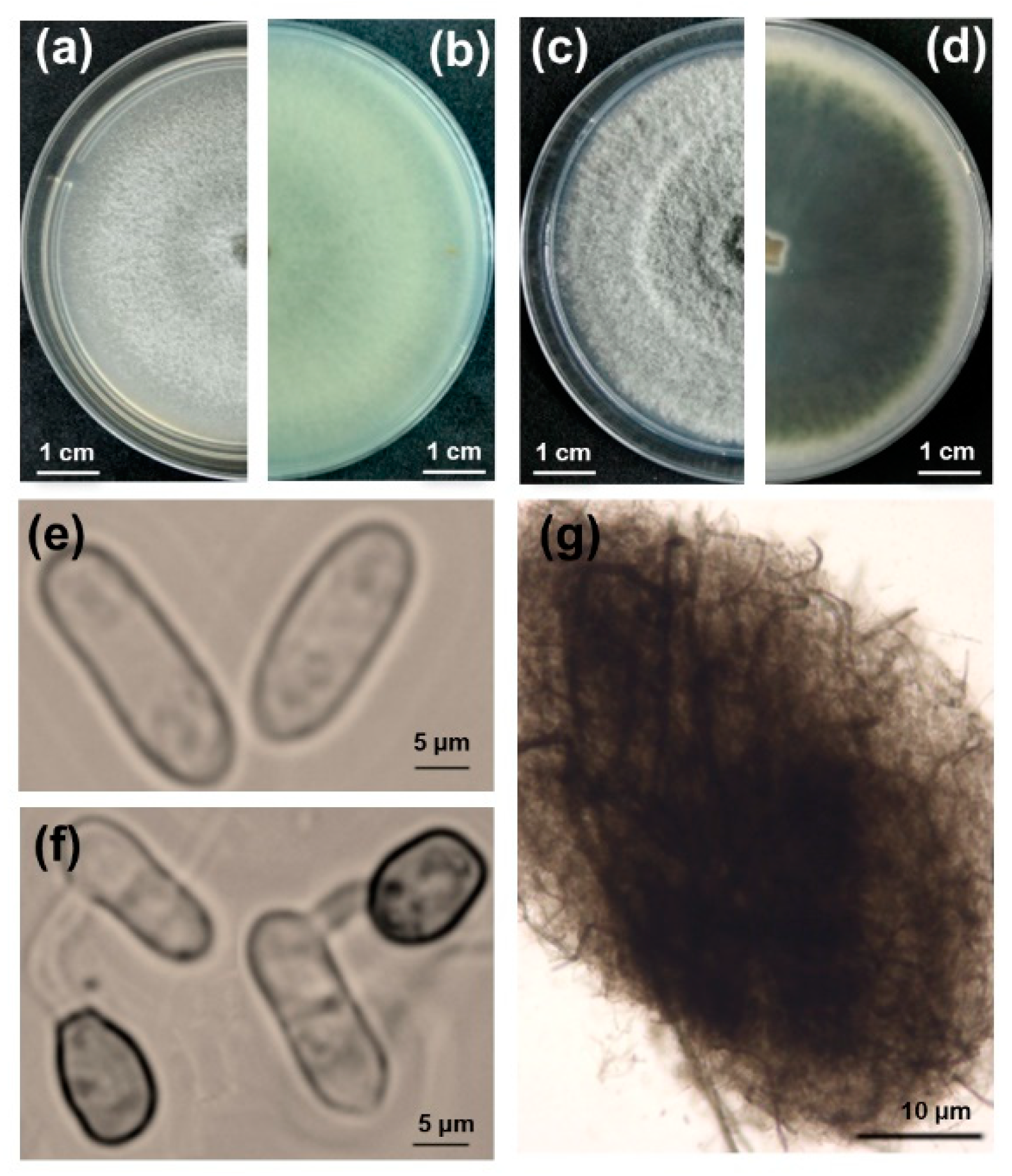 Preprints 85279 g002