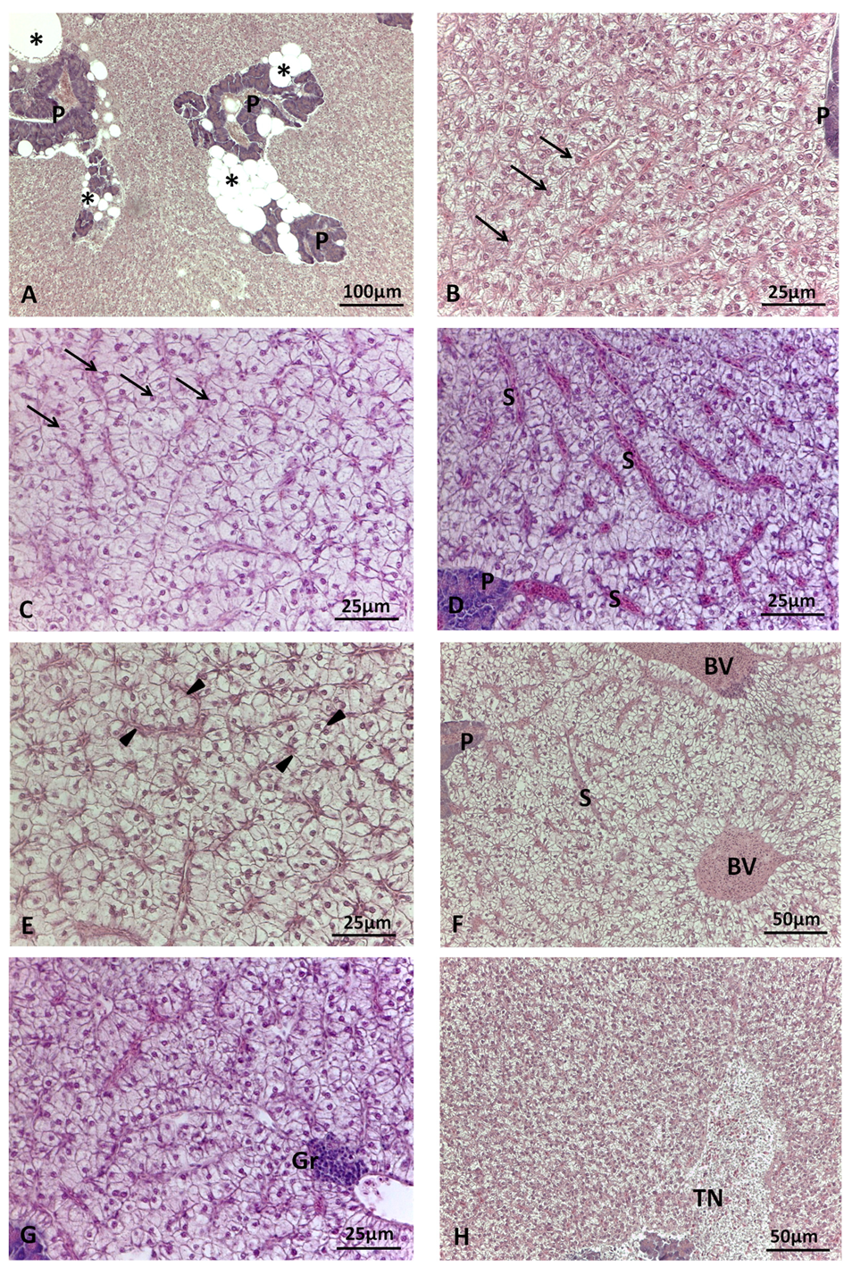 Preprints 92521 g001