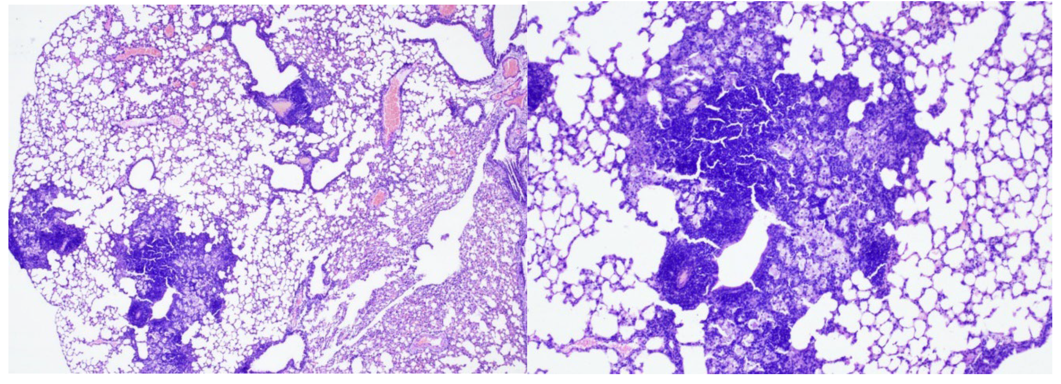 Preprints 110523 g005