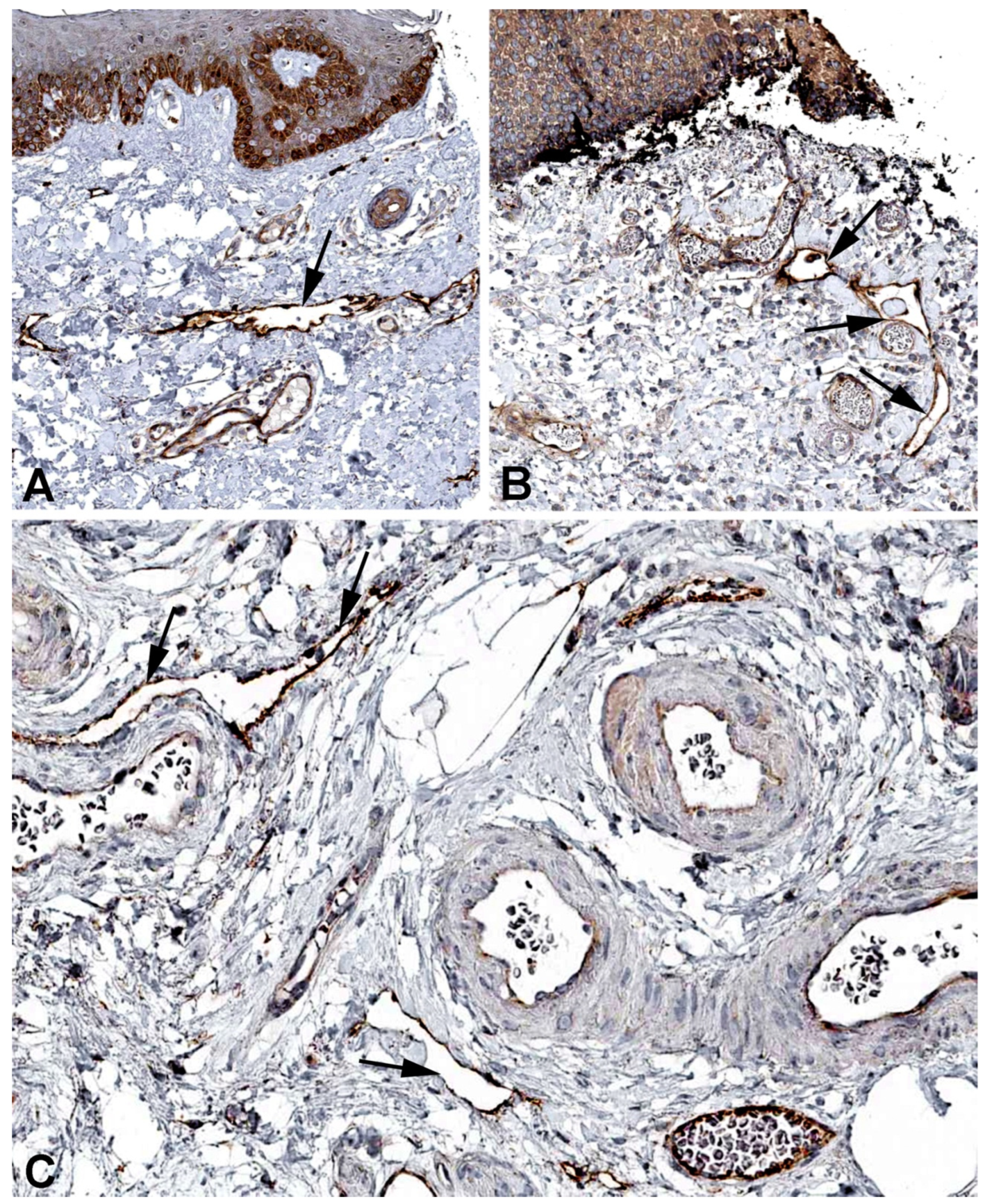 Preprints 119200 g007