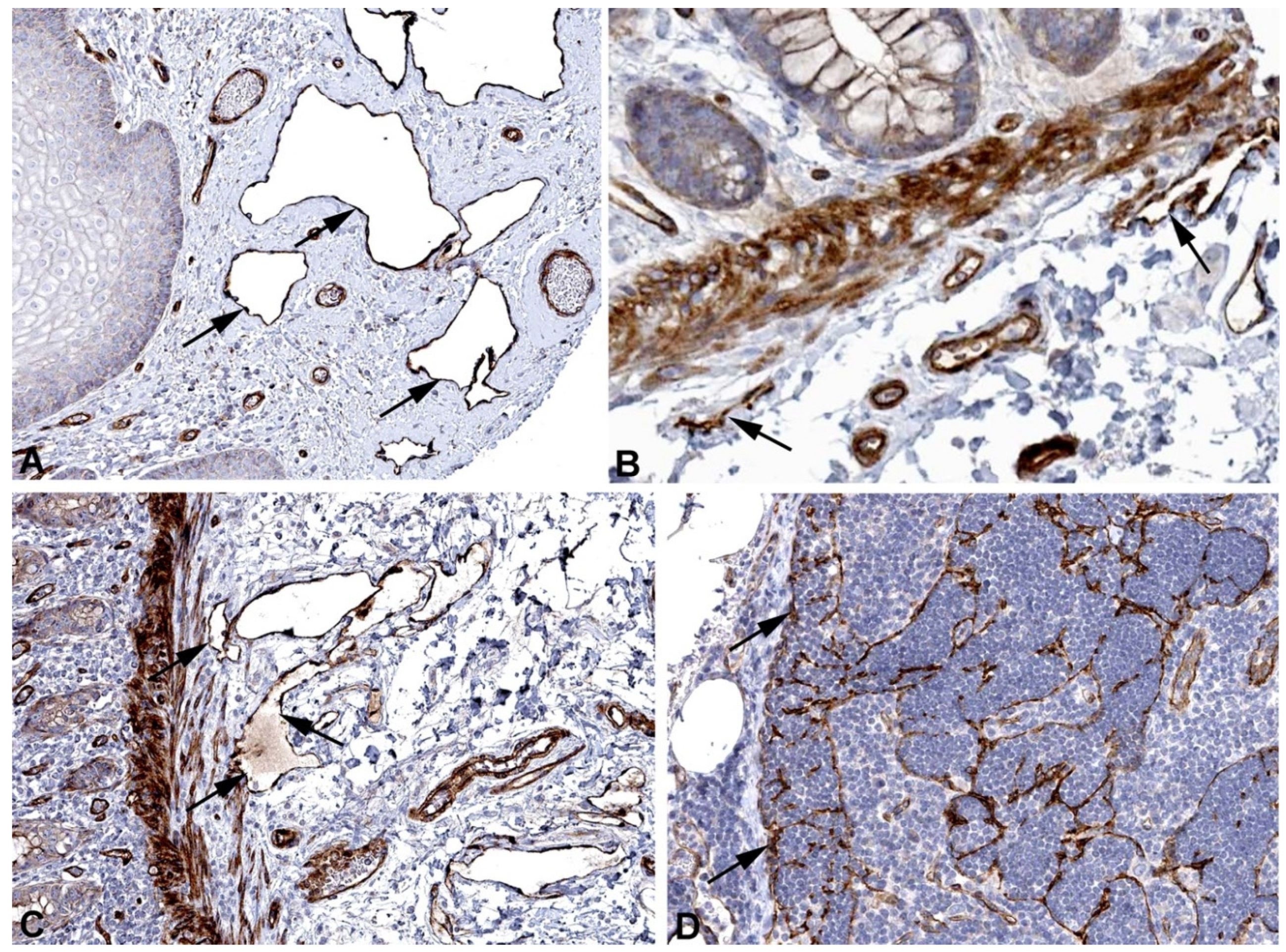 Preprints 119200 g011