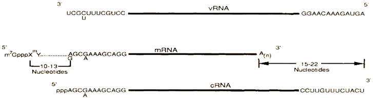 Preprints 122020 i001