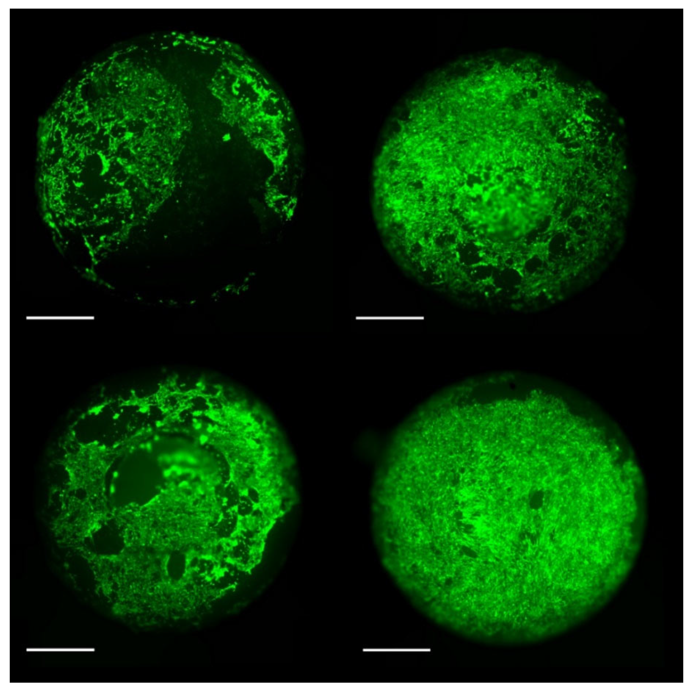 Preprints 104717 g006