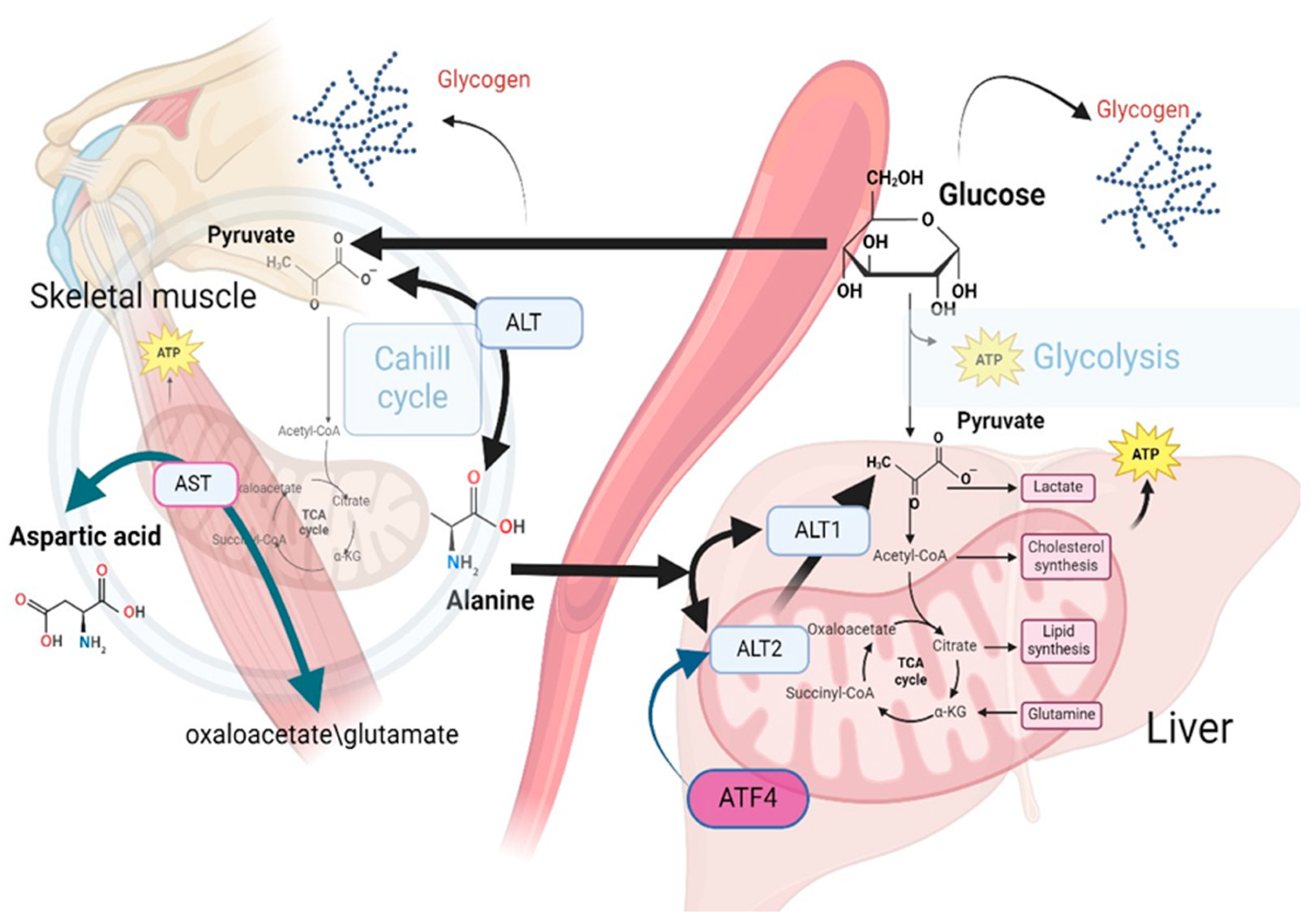 Preprints 116664 g002