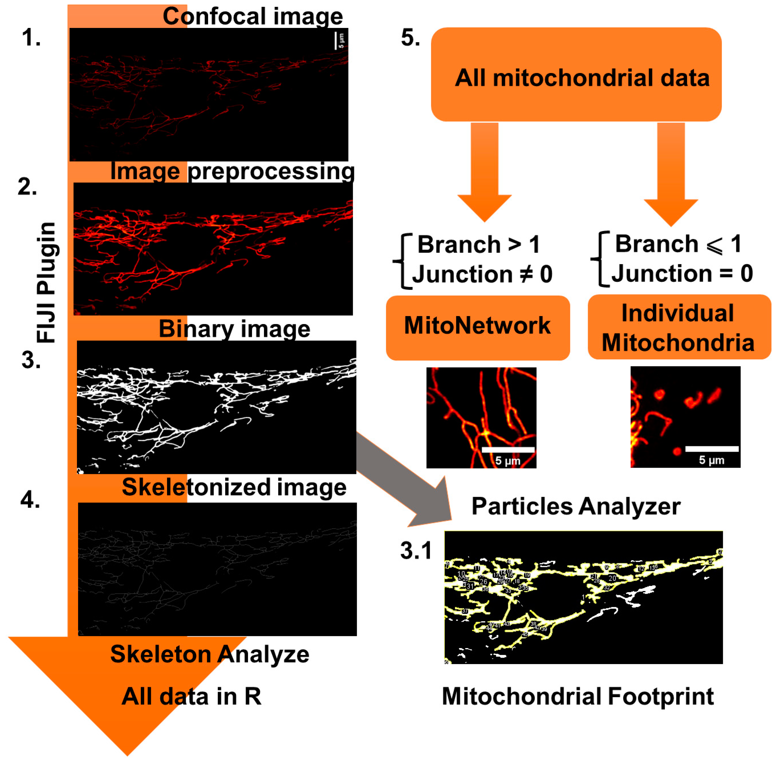 Preprints 92916 g002