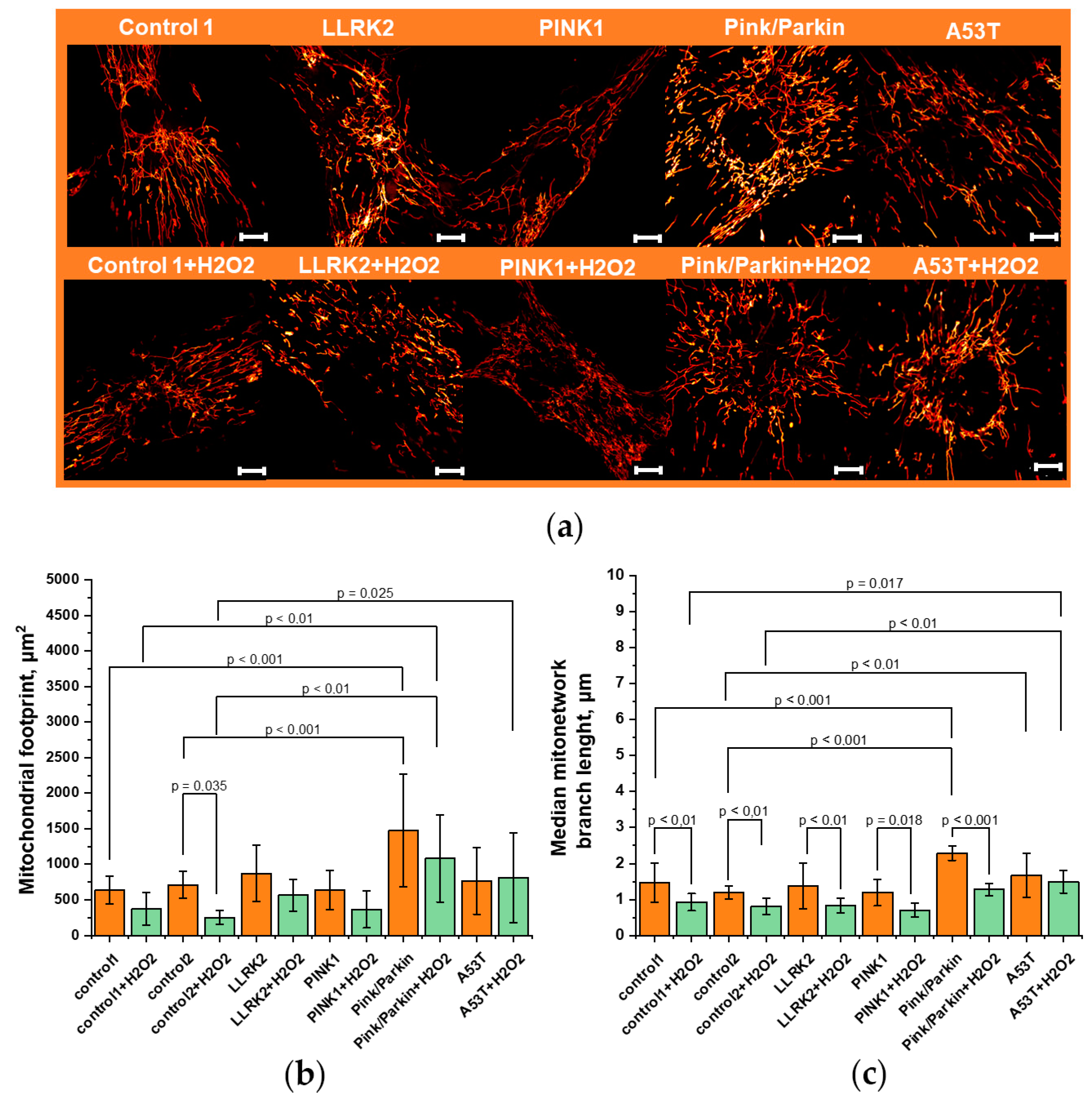 Preprints 92916 g003