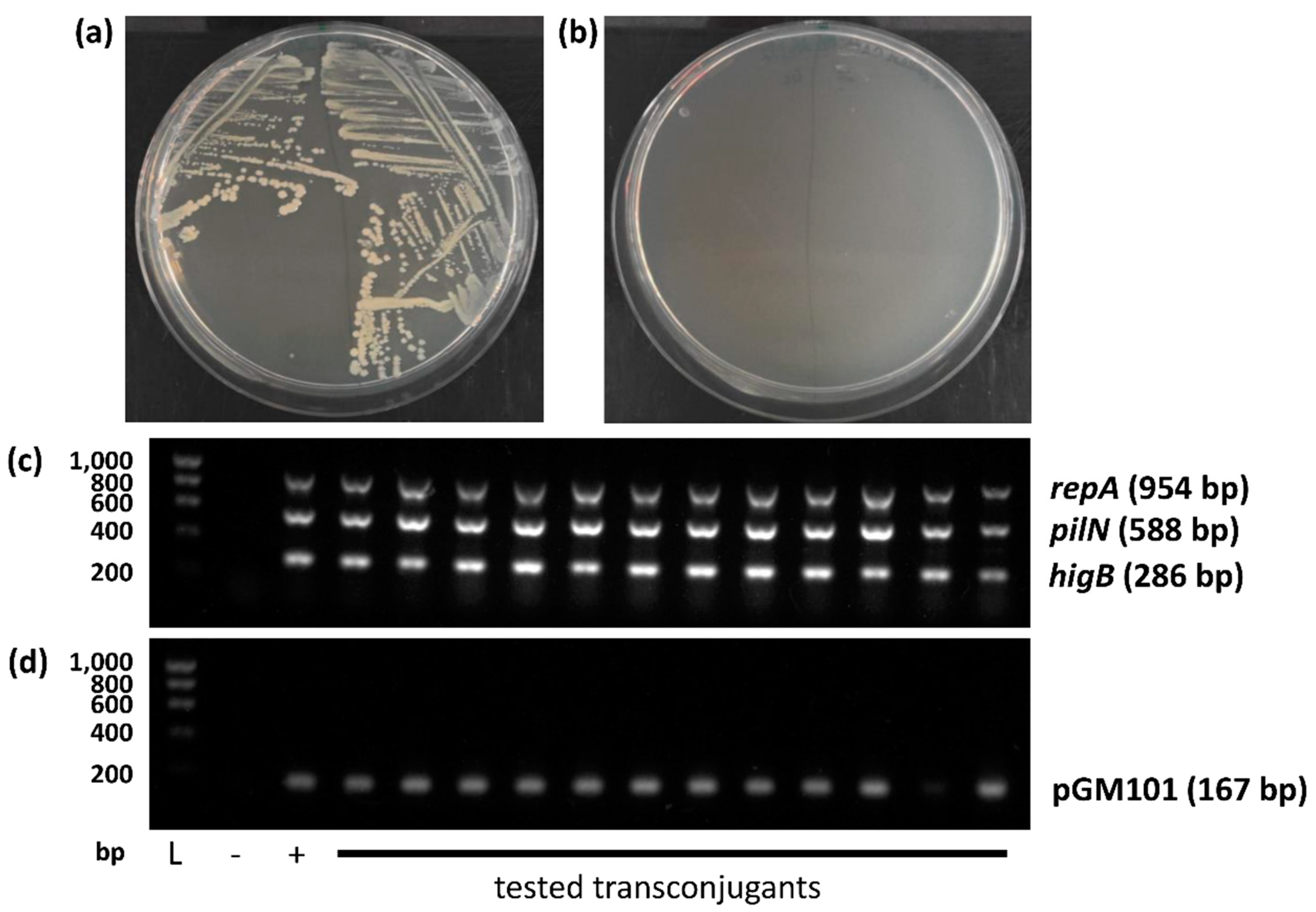 Preprints 112675 g004