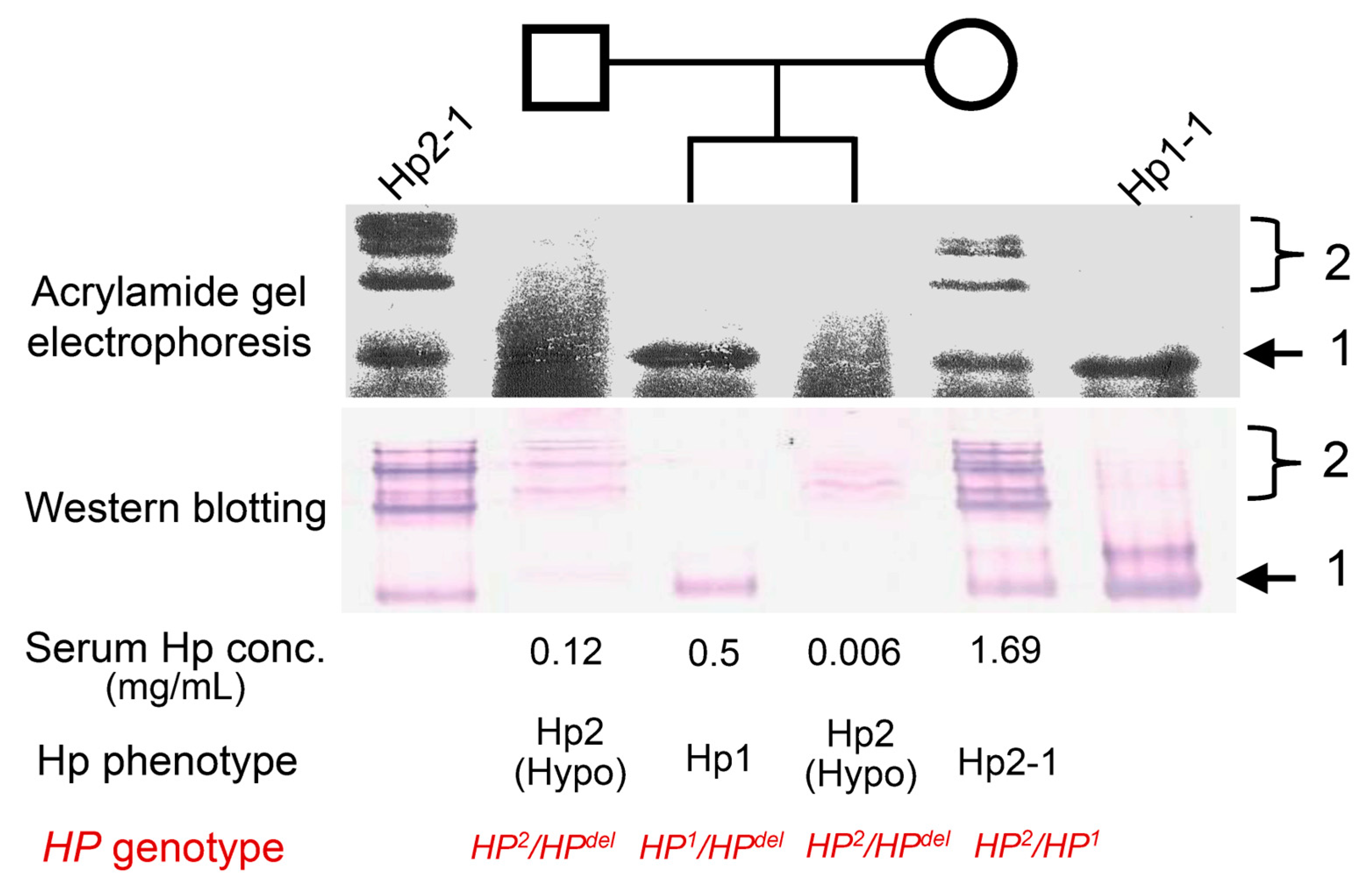 Preprints 100248 g002