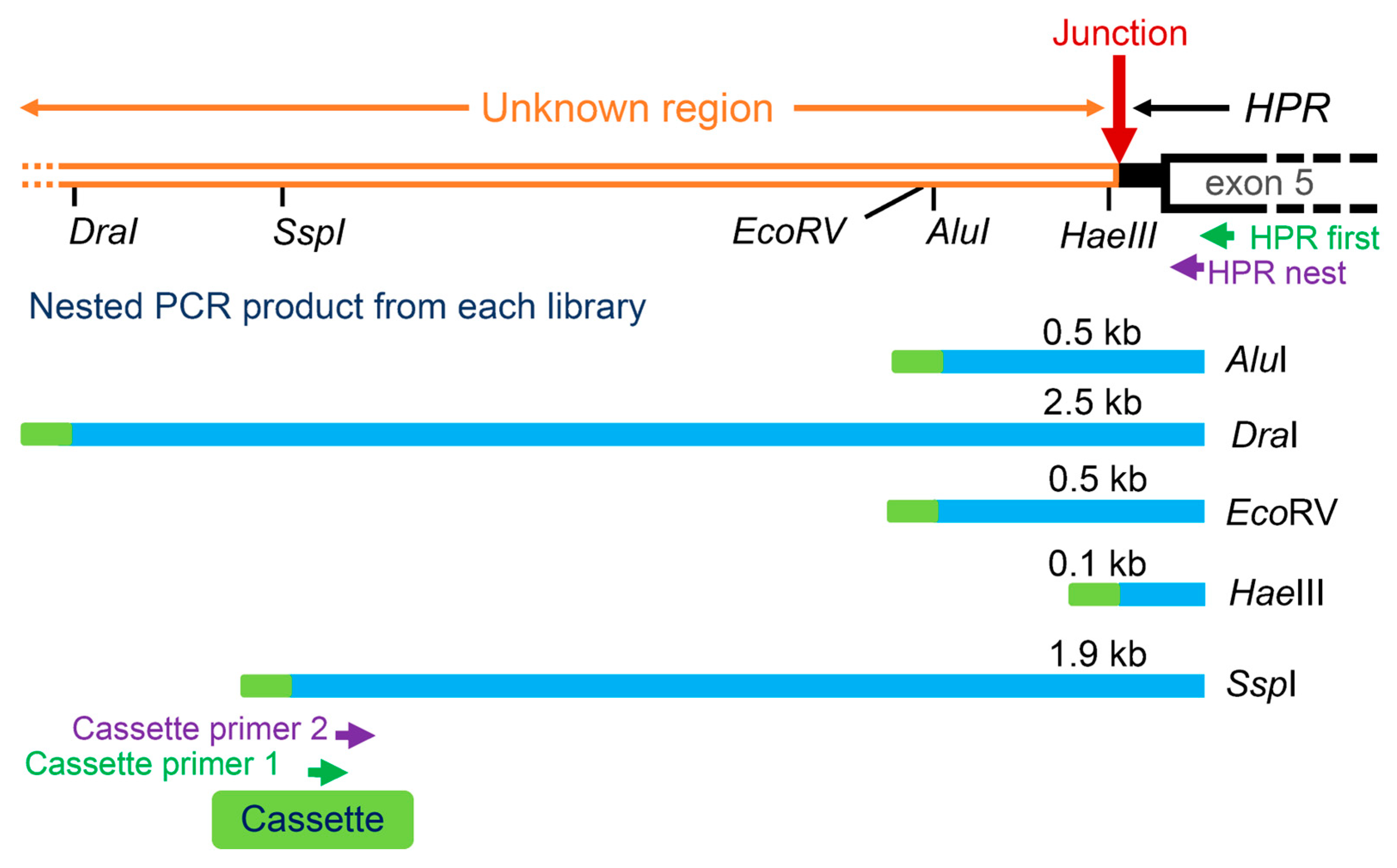 Preprints 100248 g003