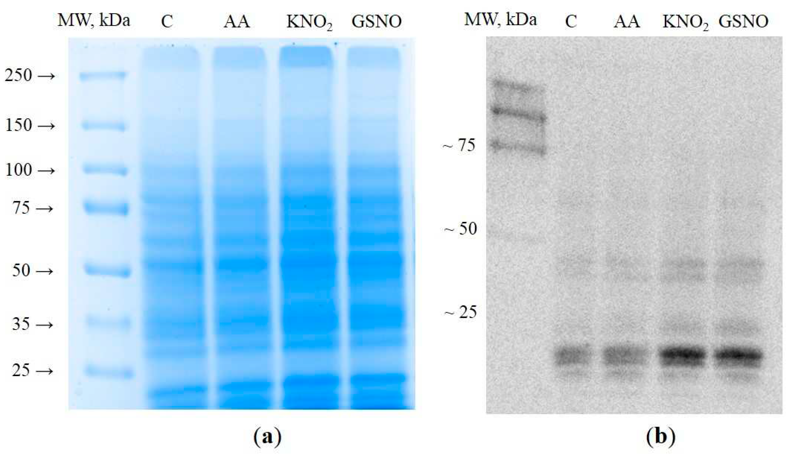 Preprints 82376 g001