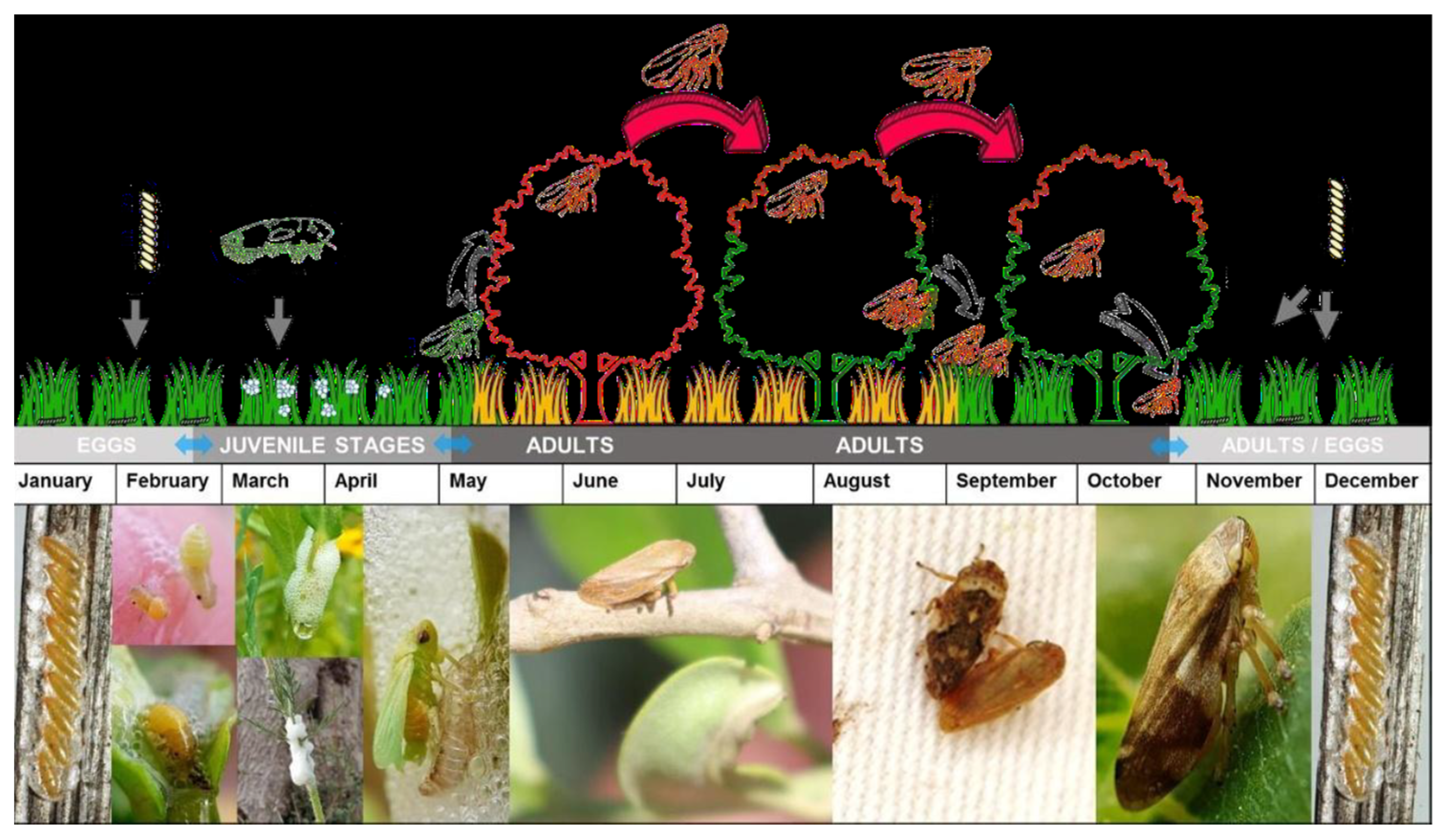 Preprints 83631 g002