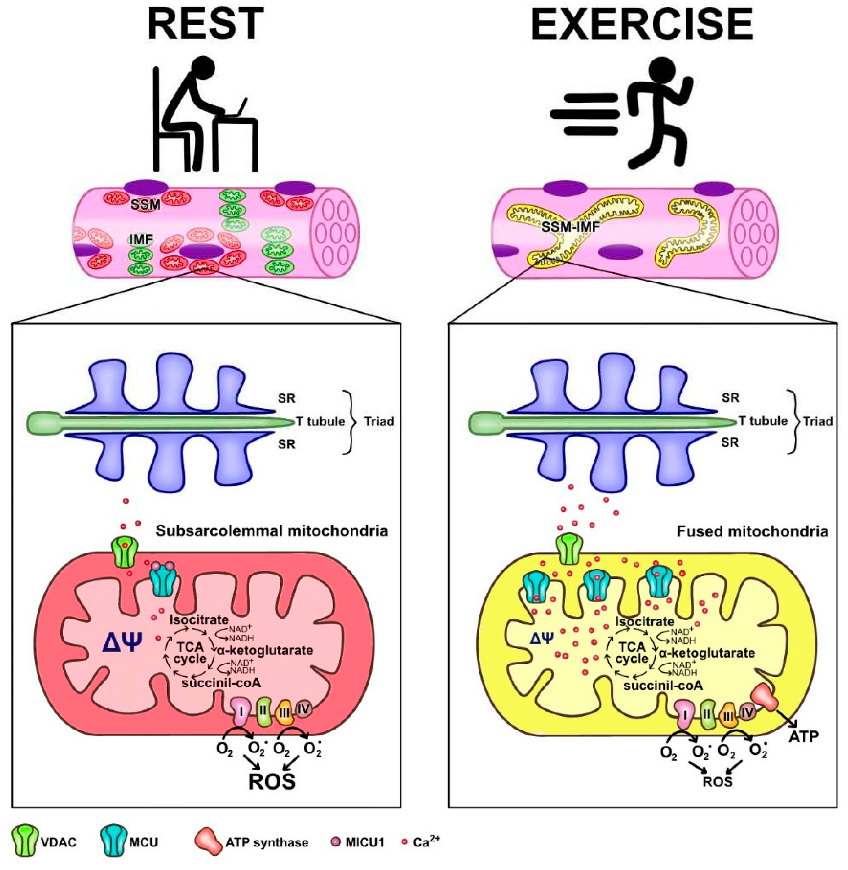 Preprints 75065 g001