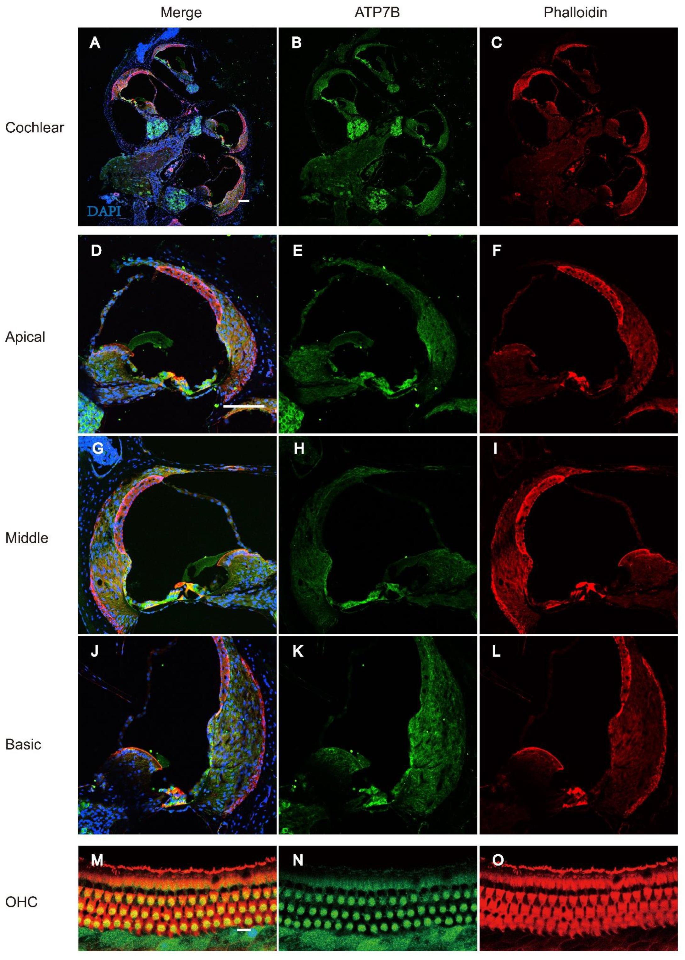 Preprints 137720 g005