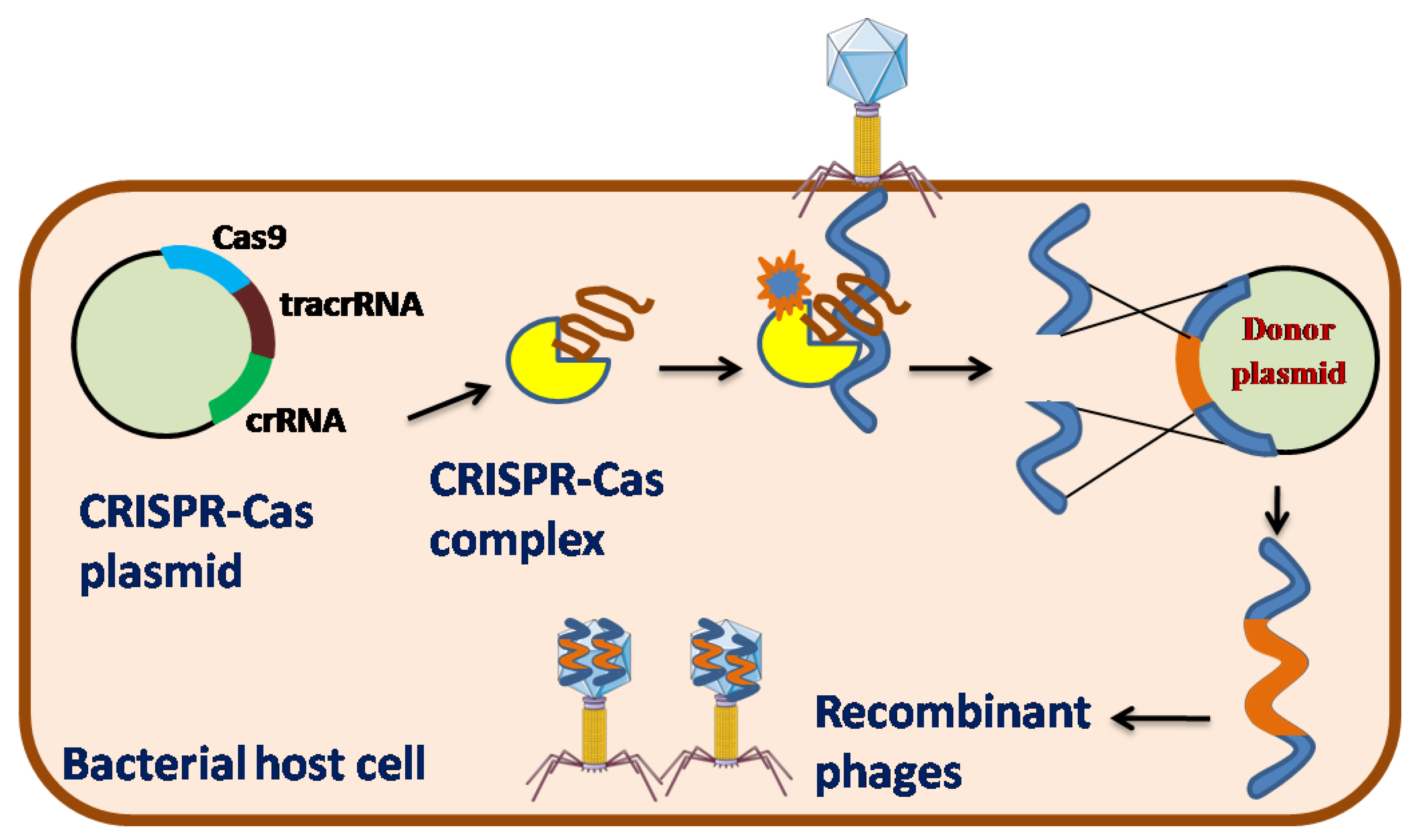 Preprints 73265 g003