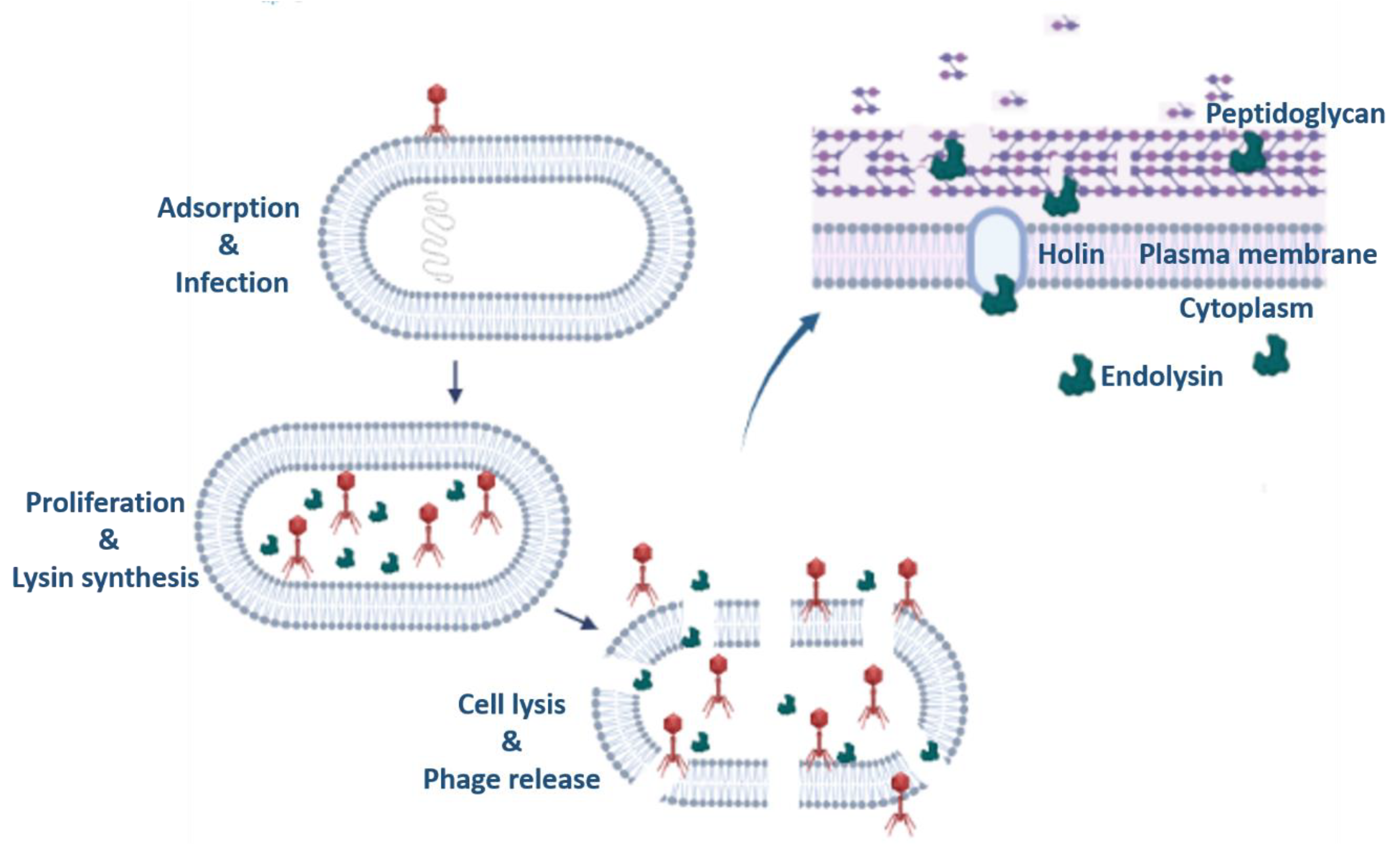 Preprints 73265 g005