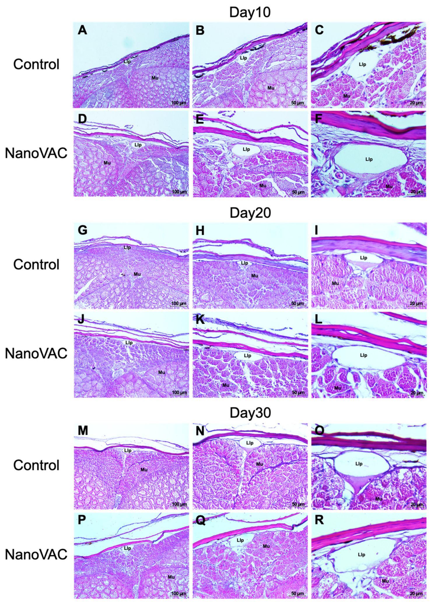 Preprints 89962 g004