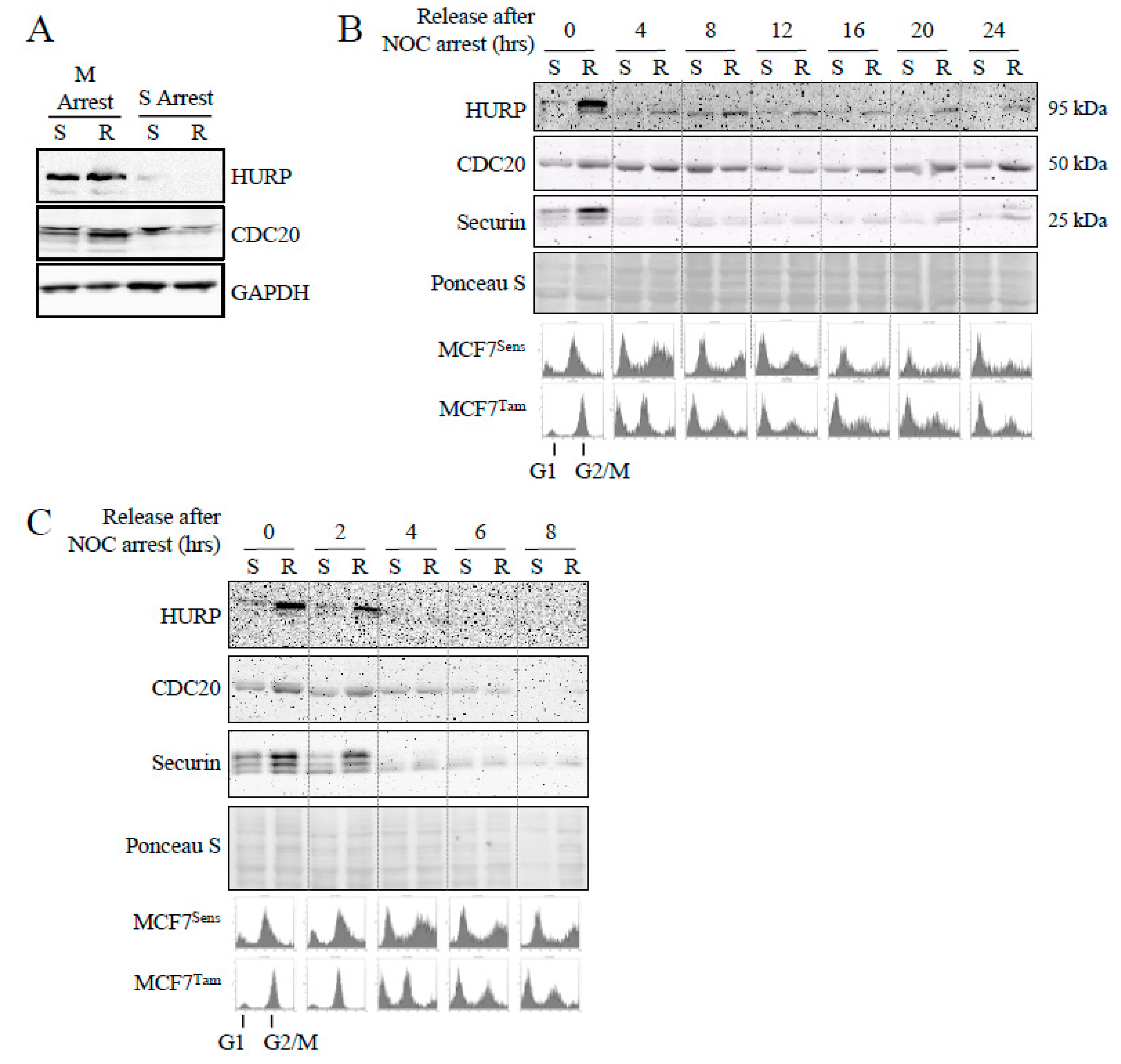 Preprints 102450 g005