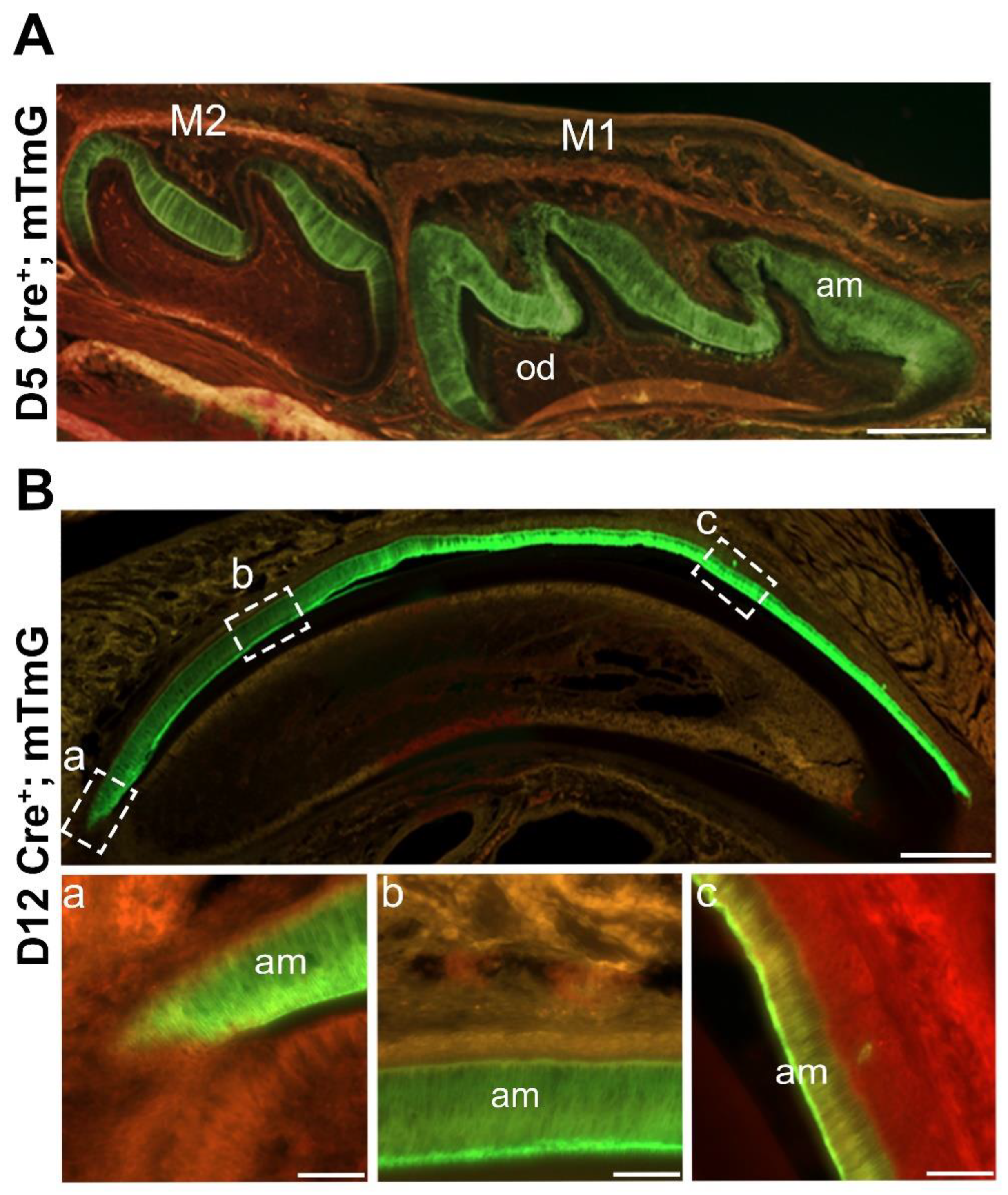 Preprints 120875 g001