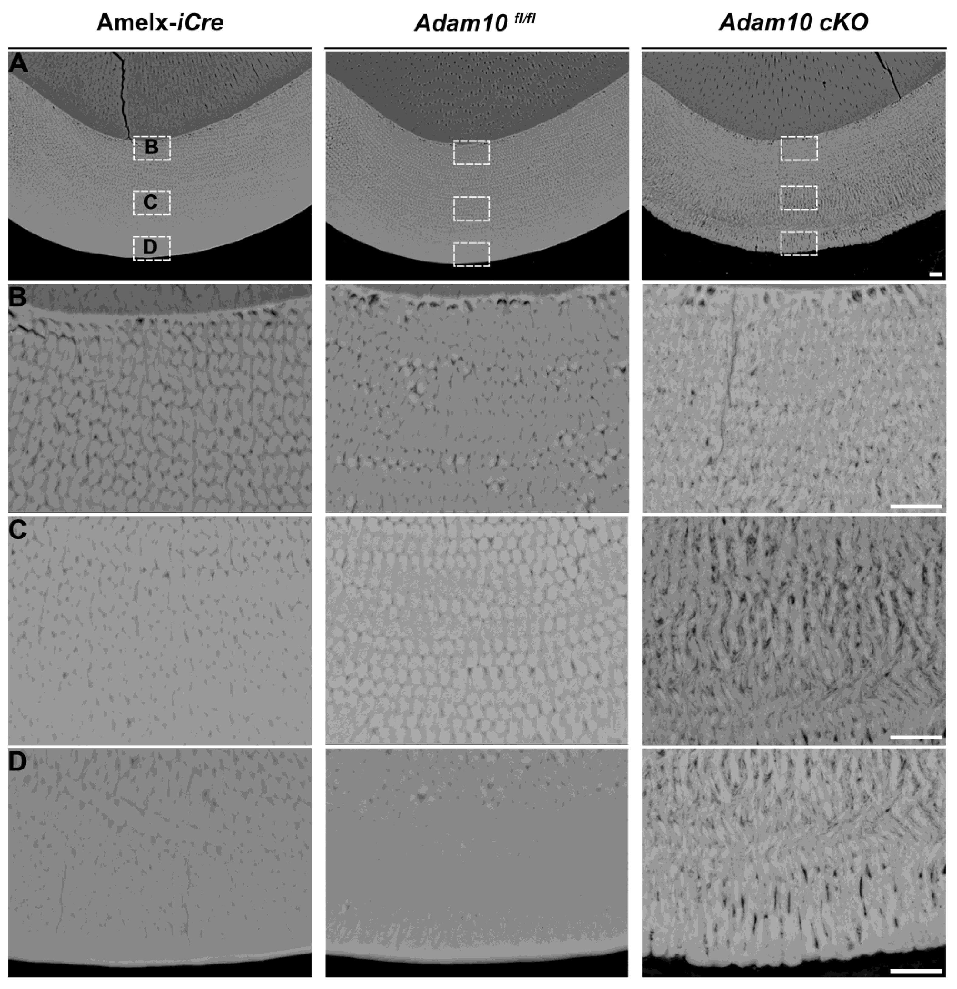 Preprints 120875 g006