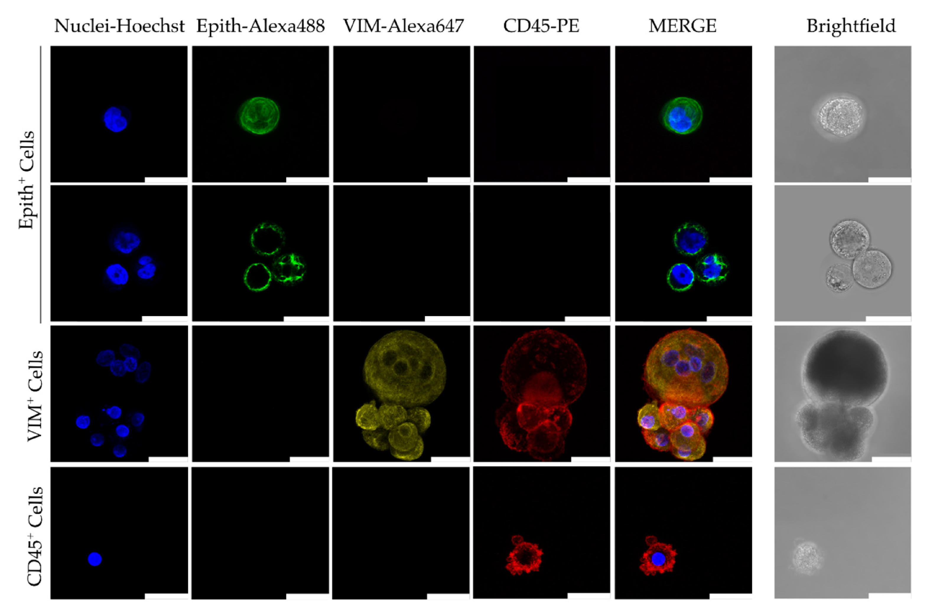 Preprints 100369 g003