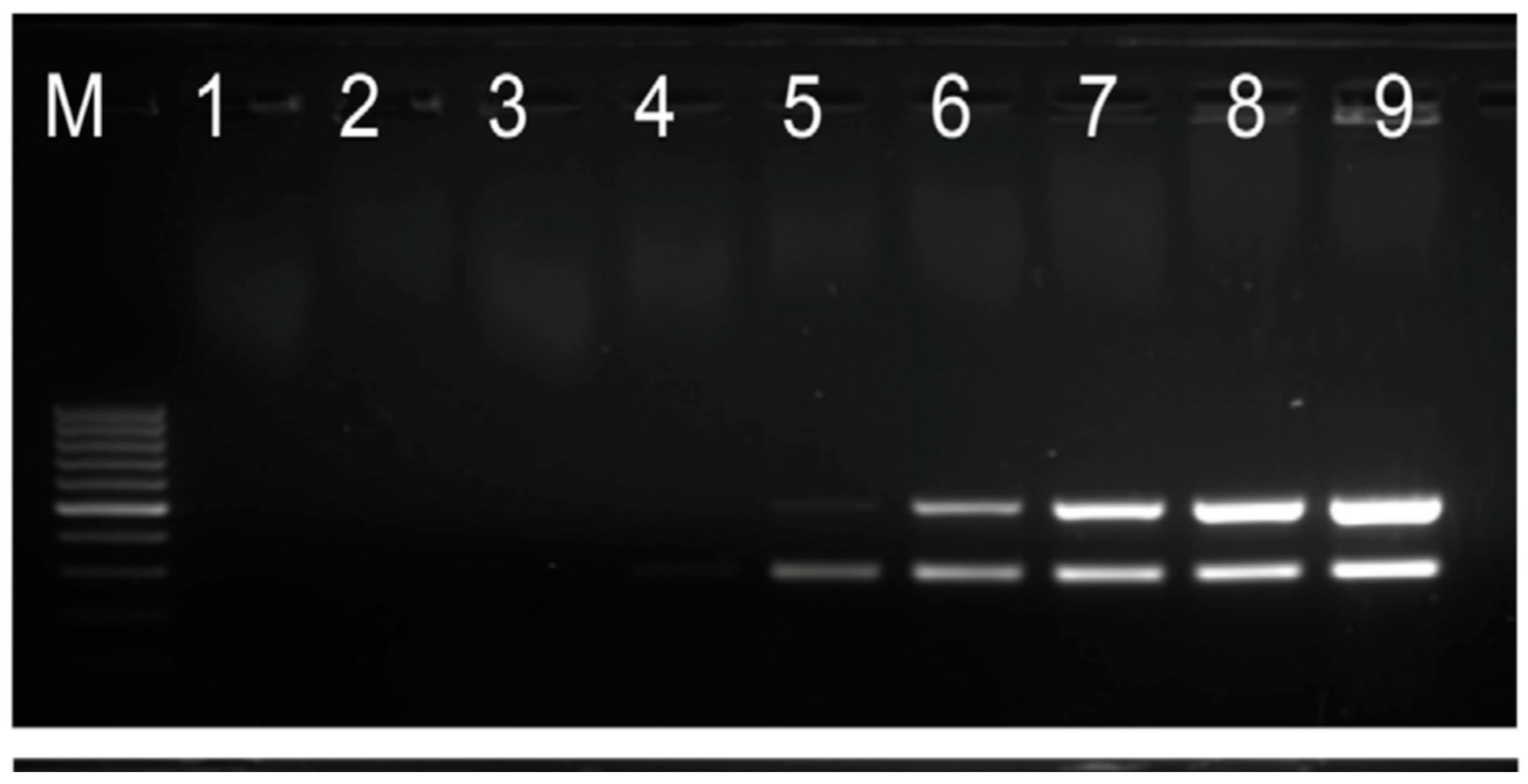 Preprints 114670 g001