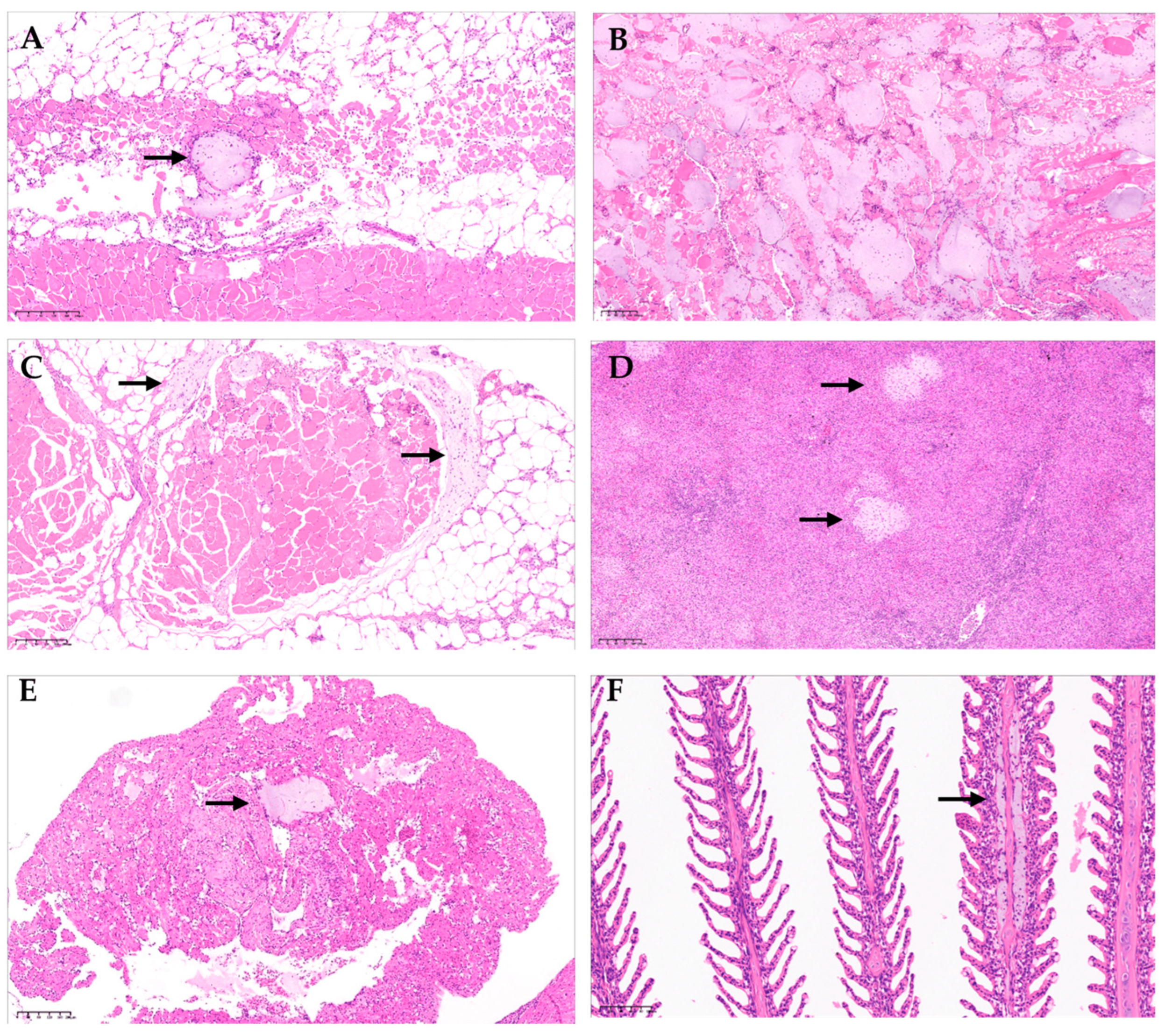 Preprints 91994 g003