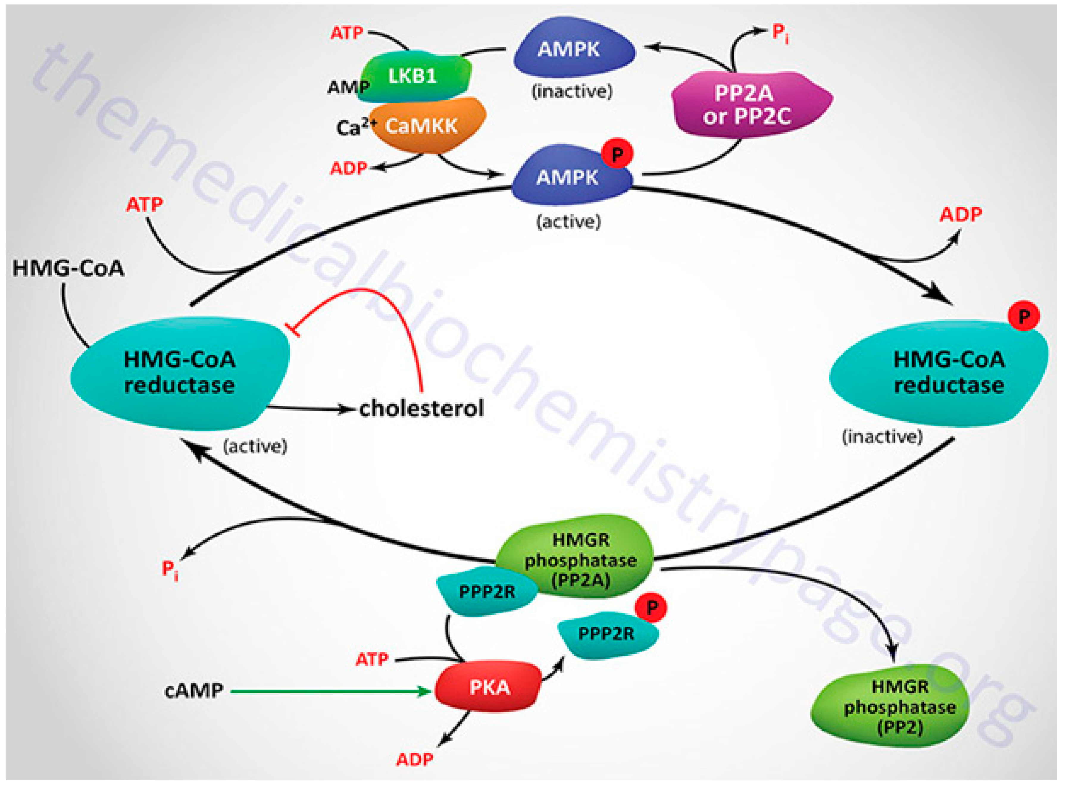 Preprints 83388 g008a