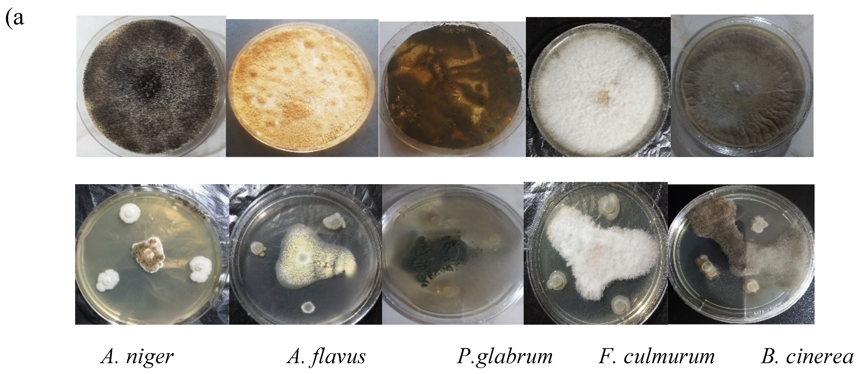 Preprints 98278 g001a