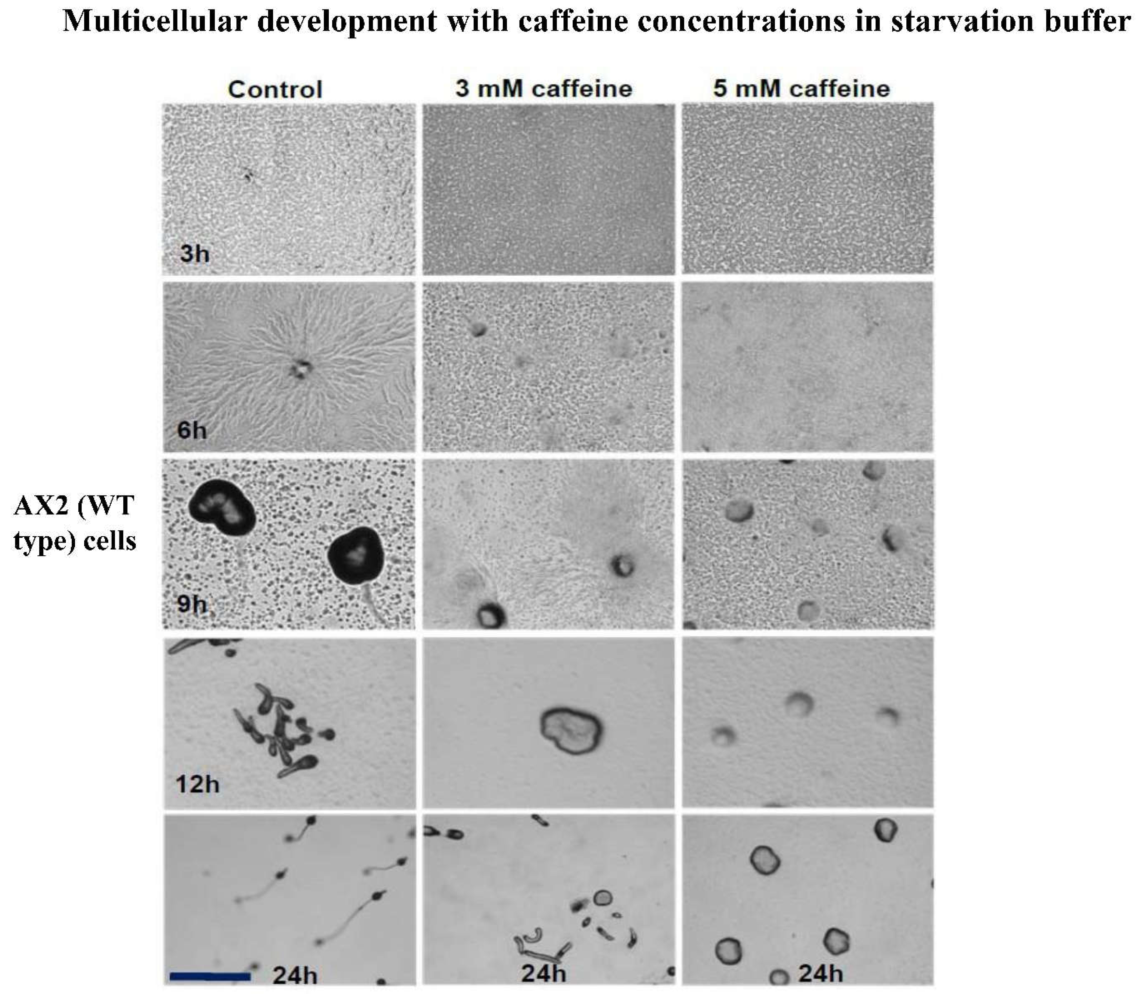 Preprints 113859 g002