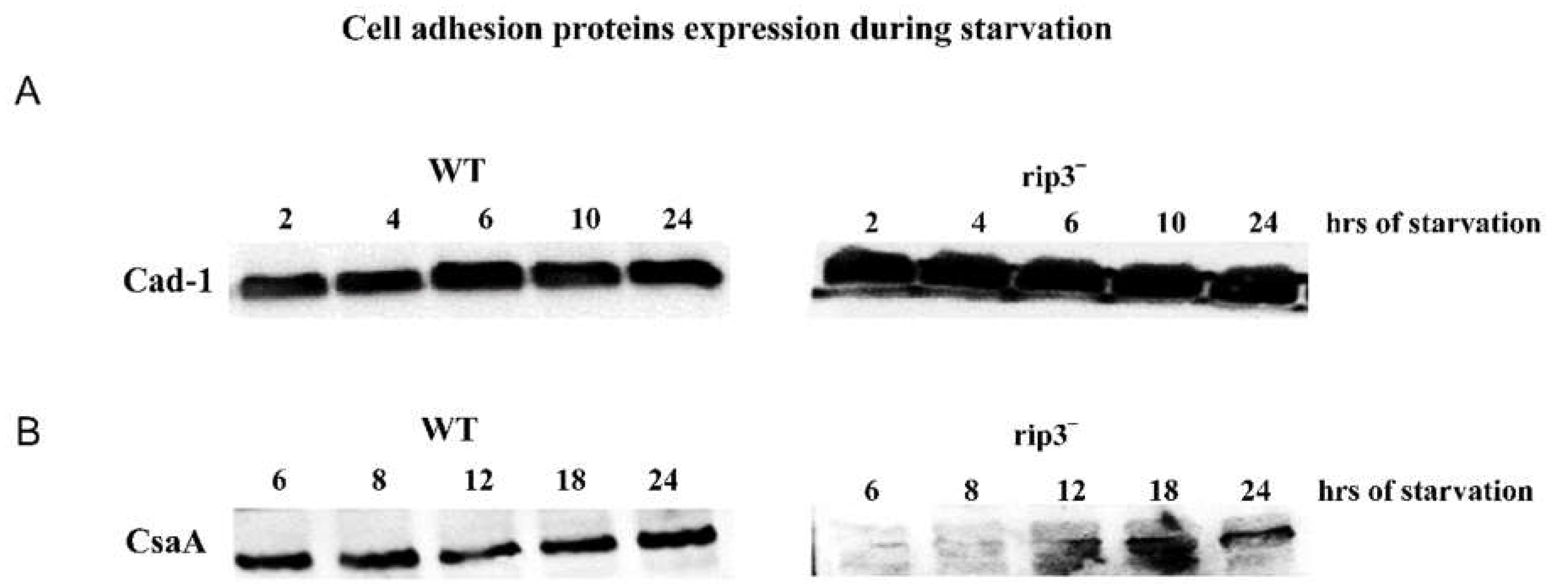 Preprints 113859 g004