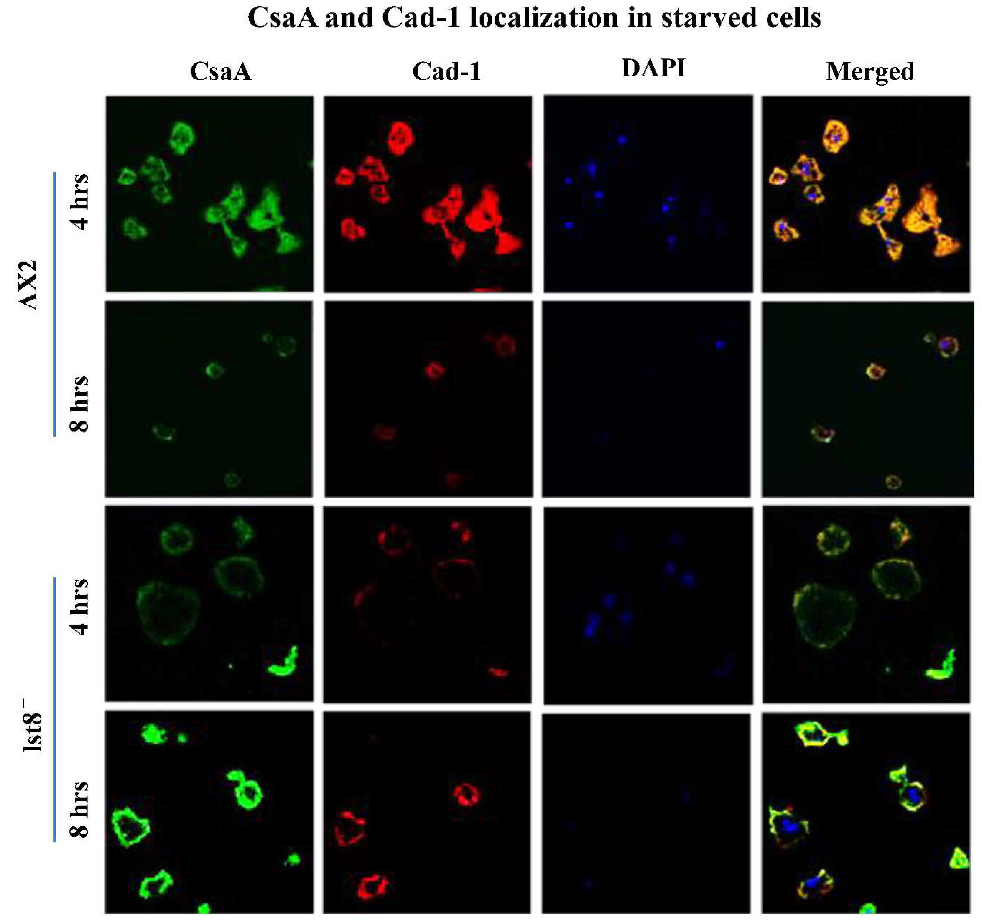 Preprints 113859 g005