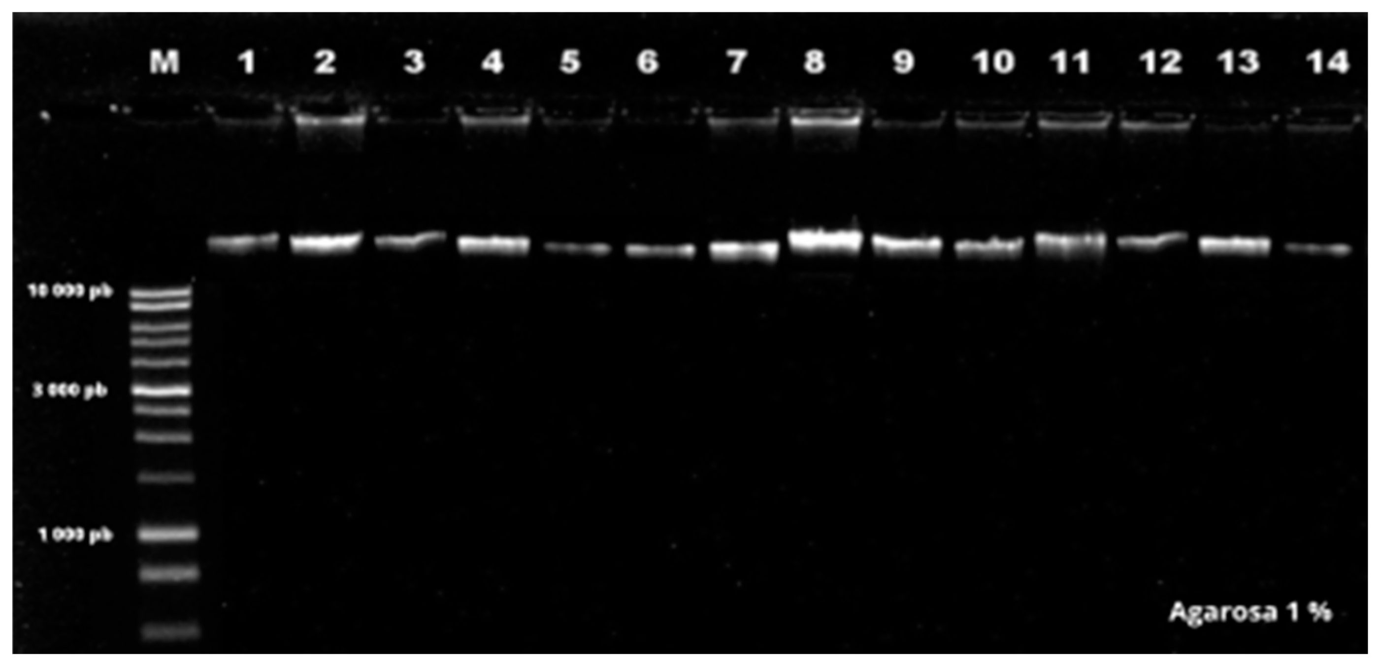 Preprints 86988 g001