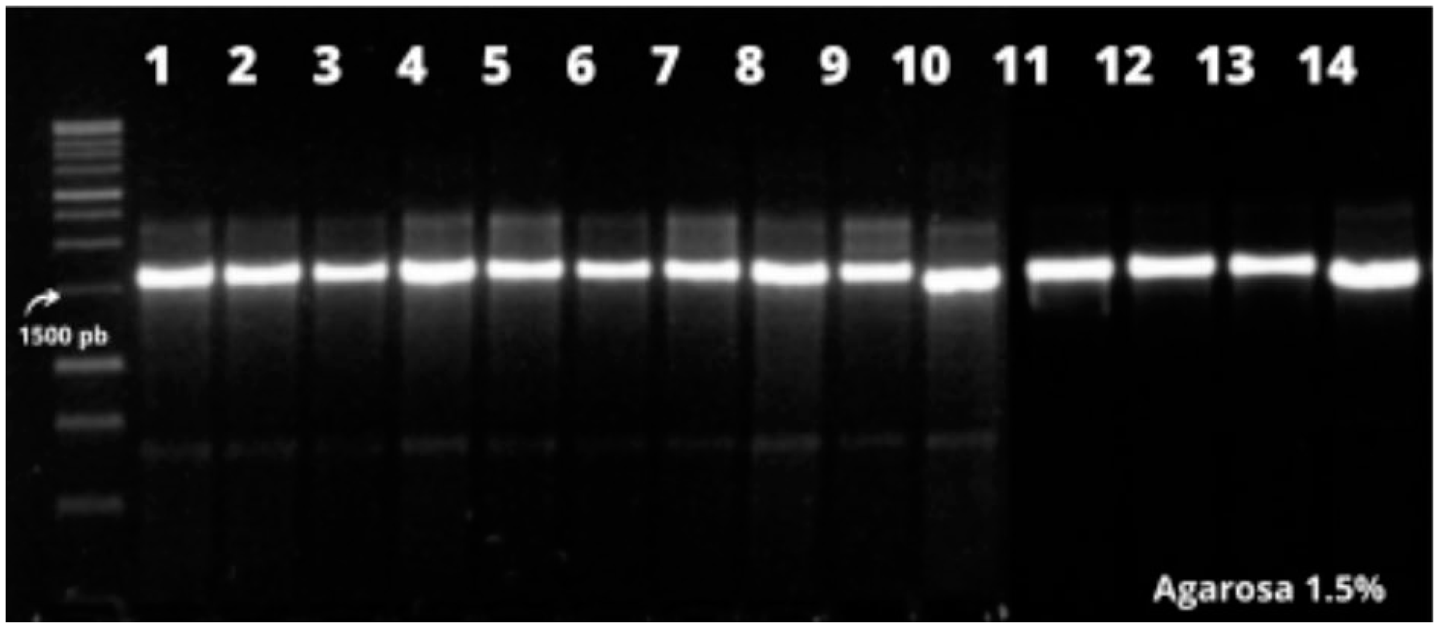 Preprints 86988 g002