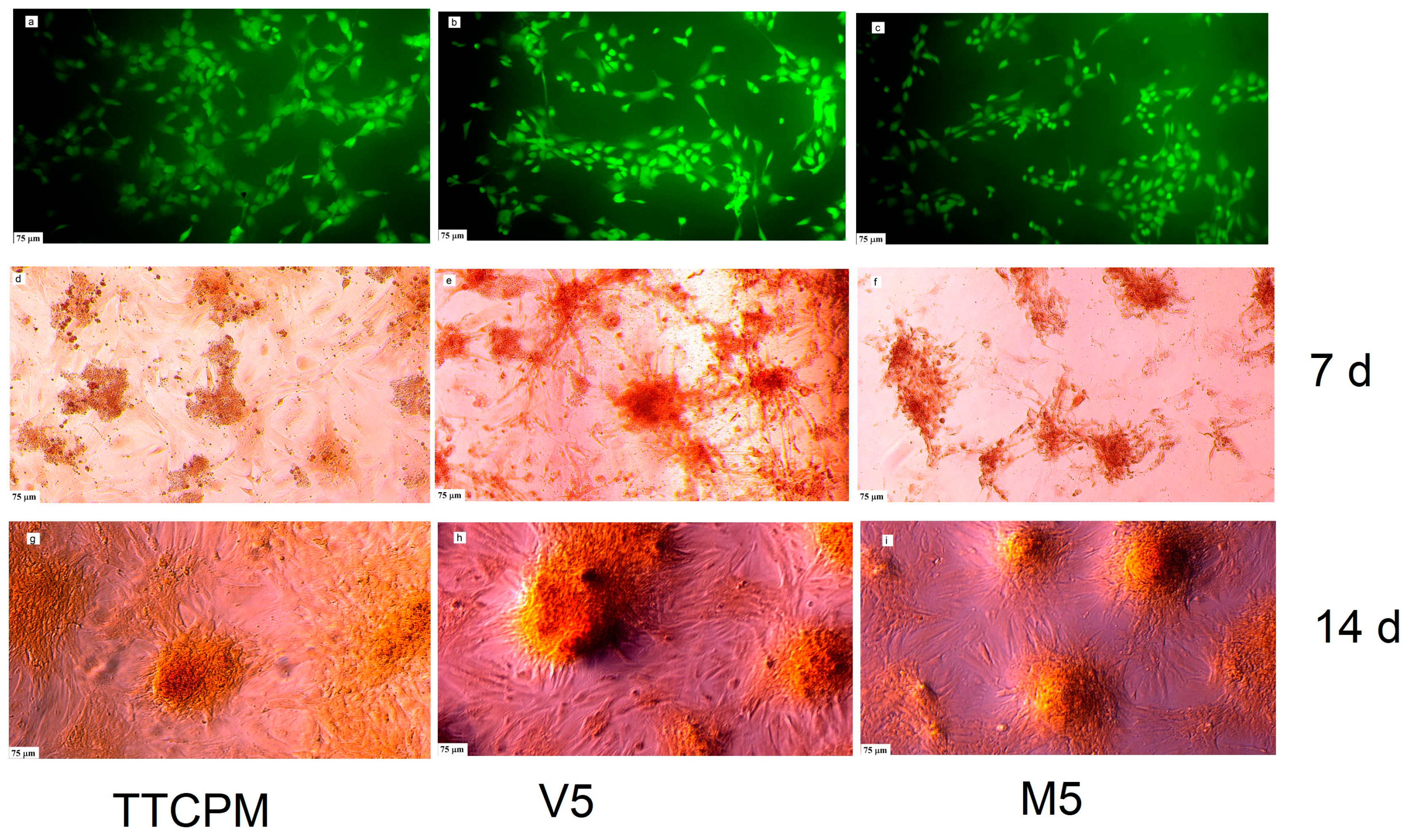 Preprints 80613 g007