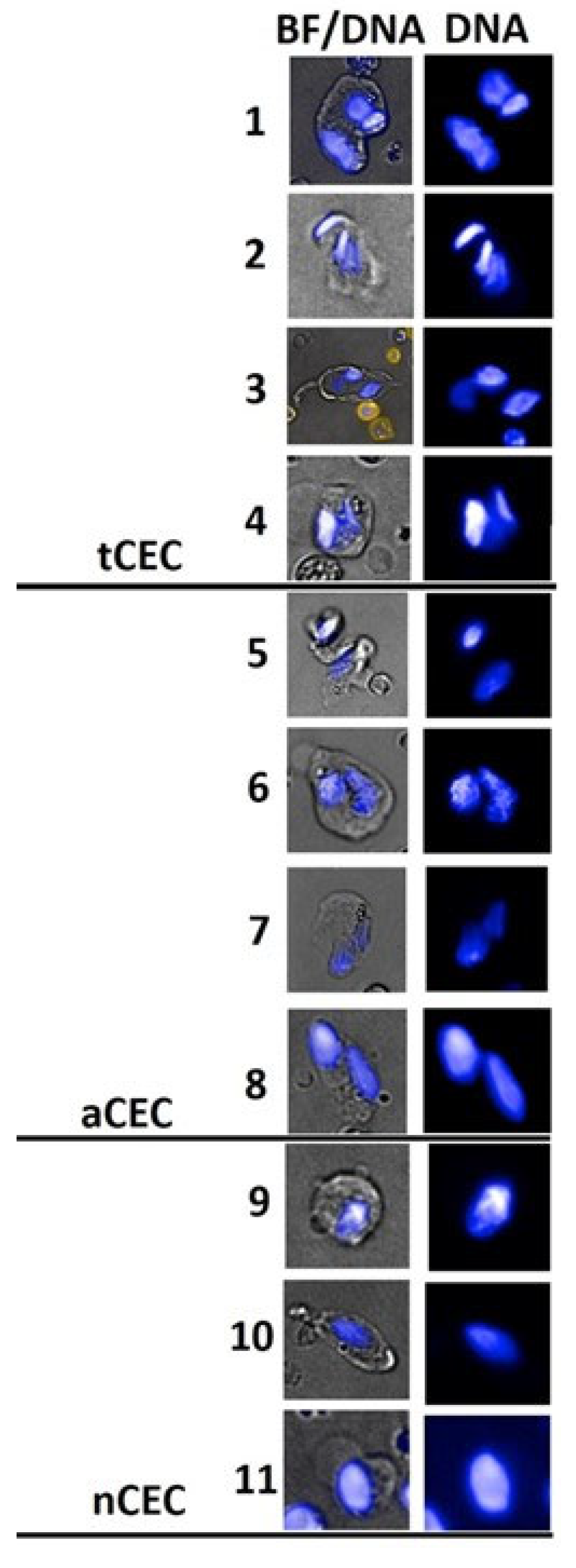 Preprints 98745 g002