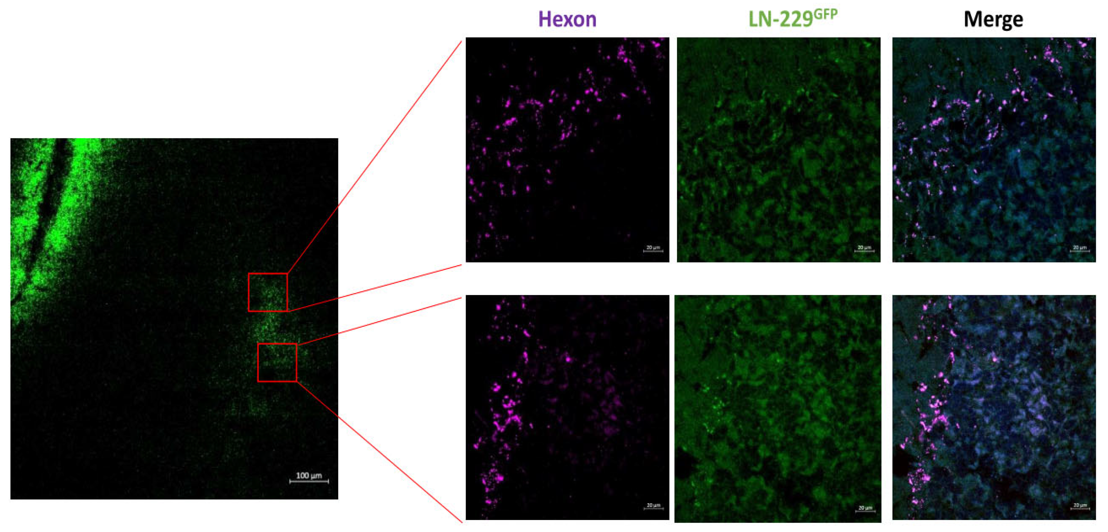 Preprints 82936 g002